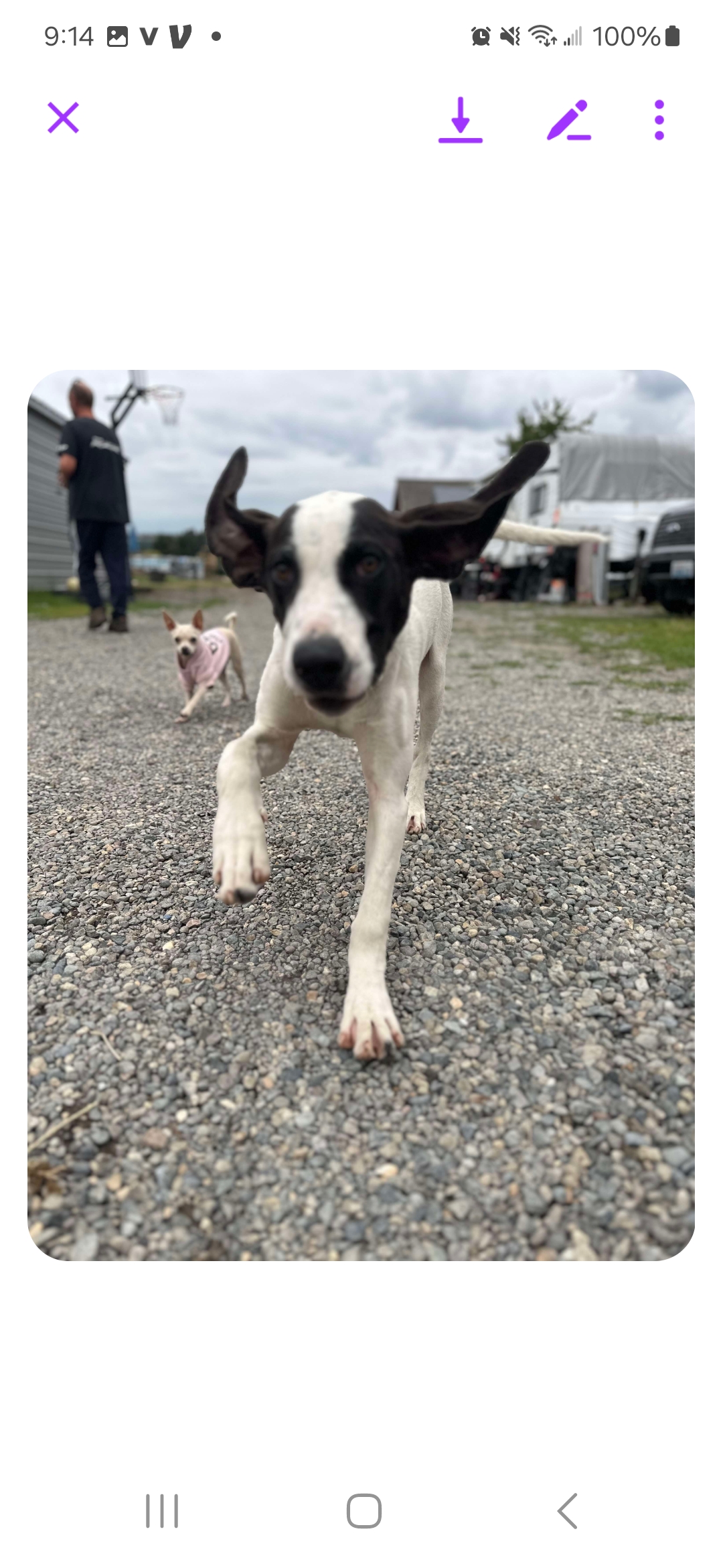 Enlarge Jett, a Adopted Treeing Walker Coonhound in Roy, WA image 4/4