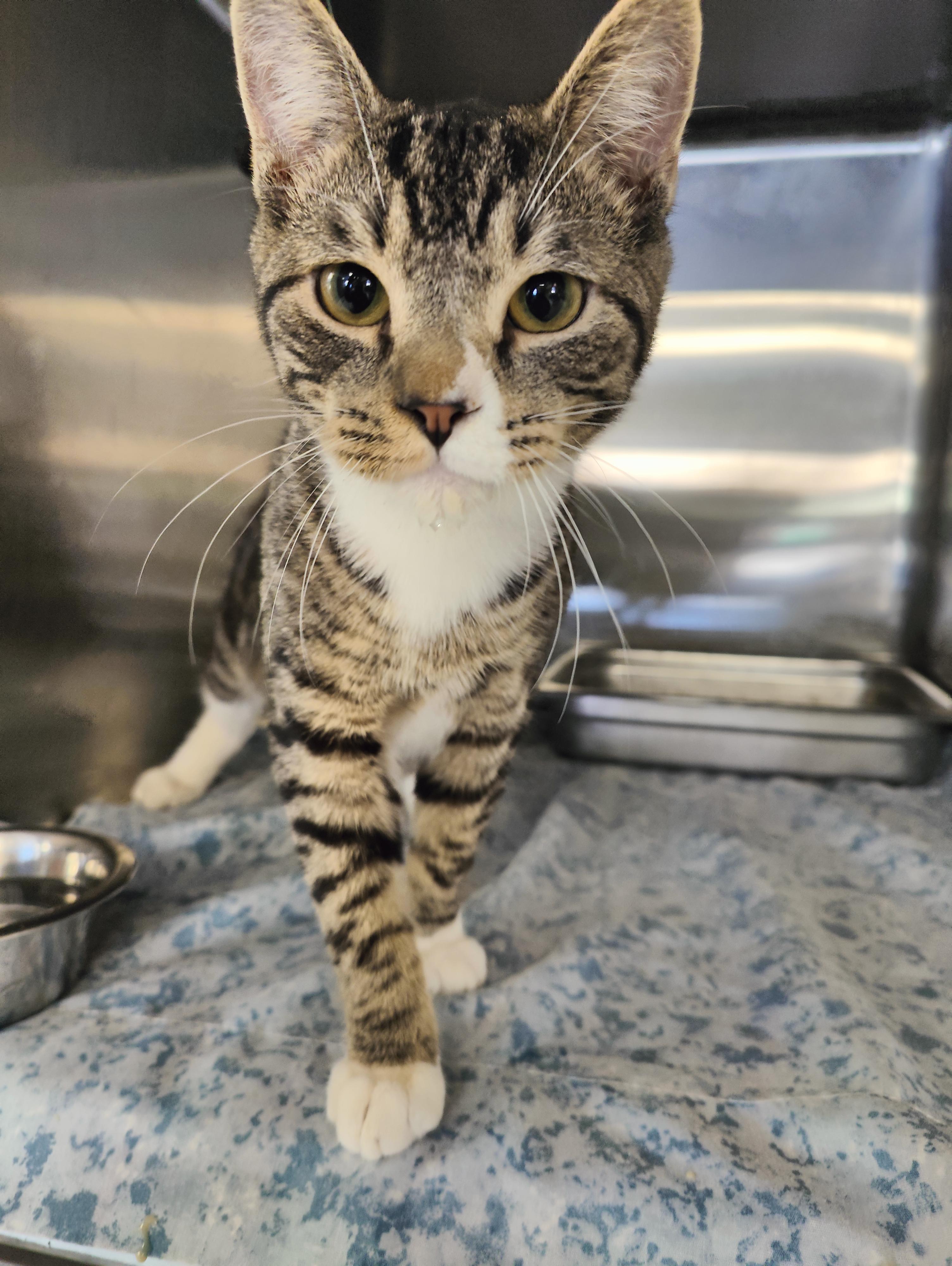 Blooper, adopted, Young Male Domestic Short Hair.