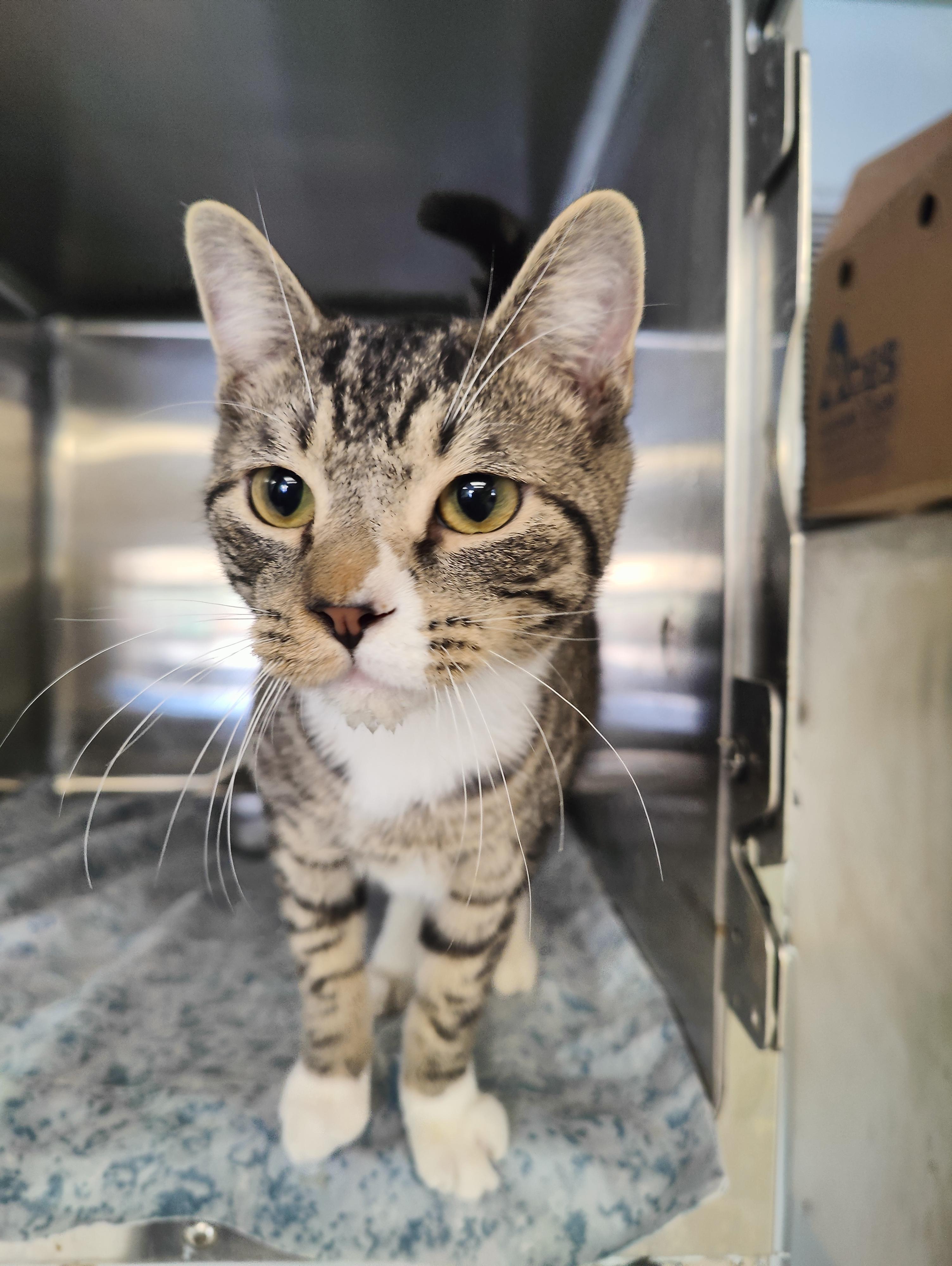 Enlarge Blooper, an adopted Domestic Short Hair in Jersey city, NJ image 2/2