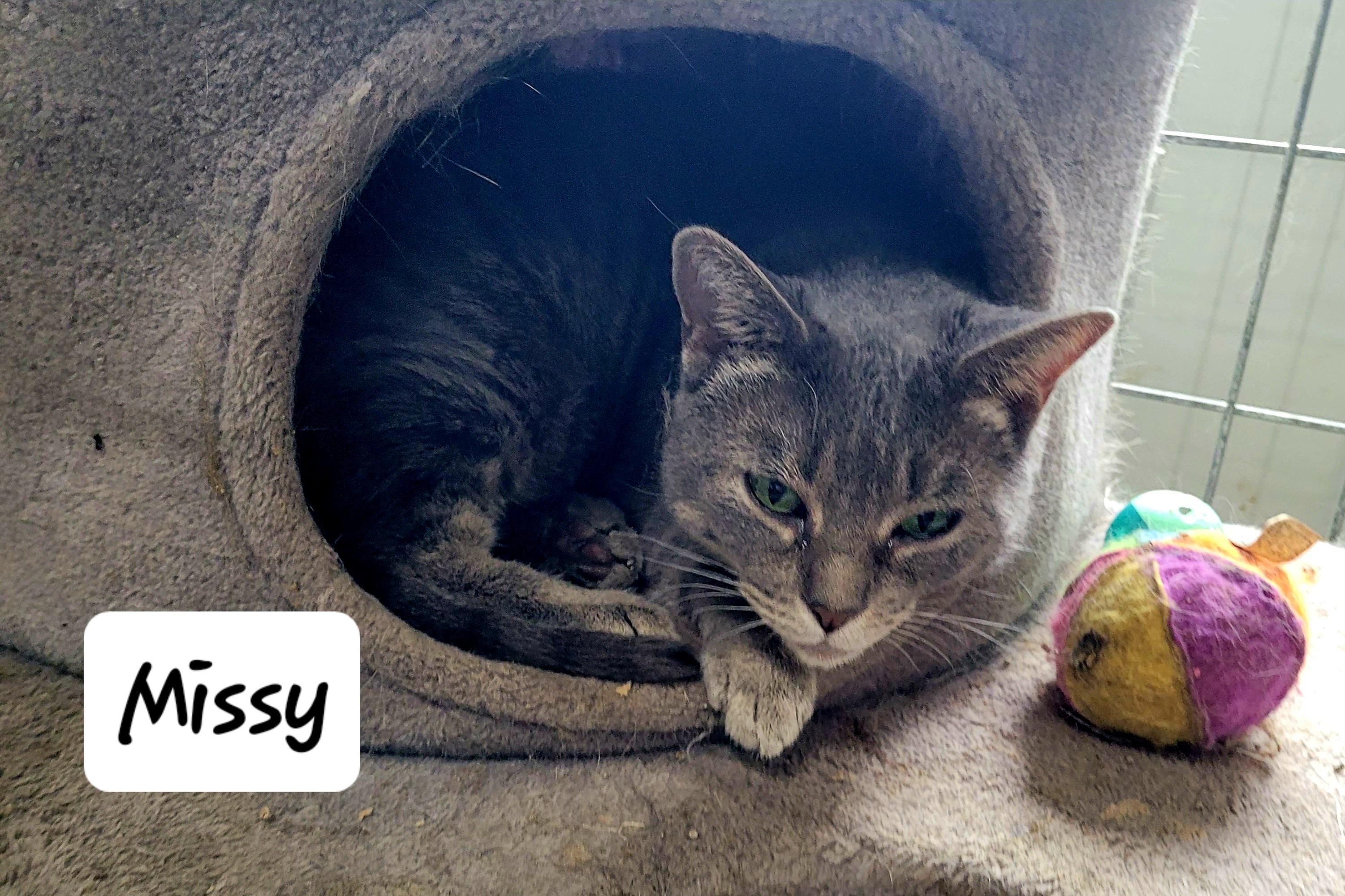 Missy, Adoptable, Adult Female Domestic Short Hair.