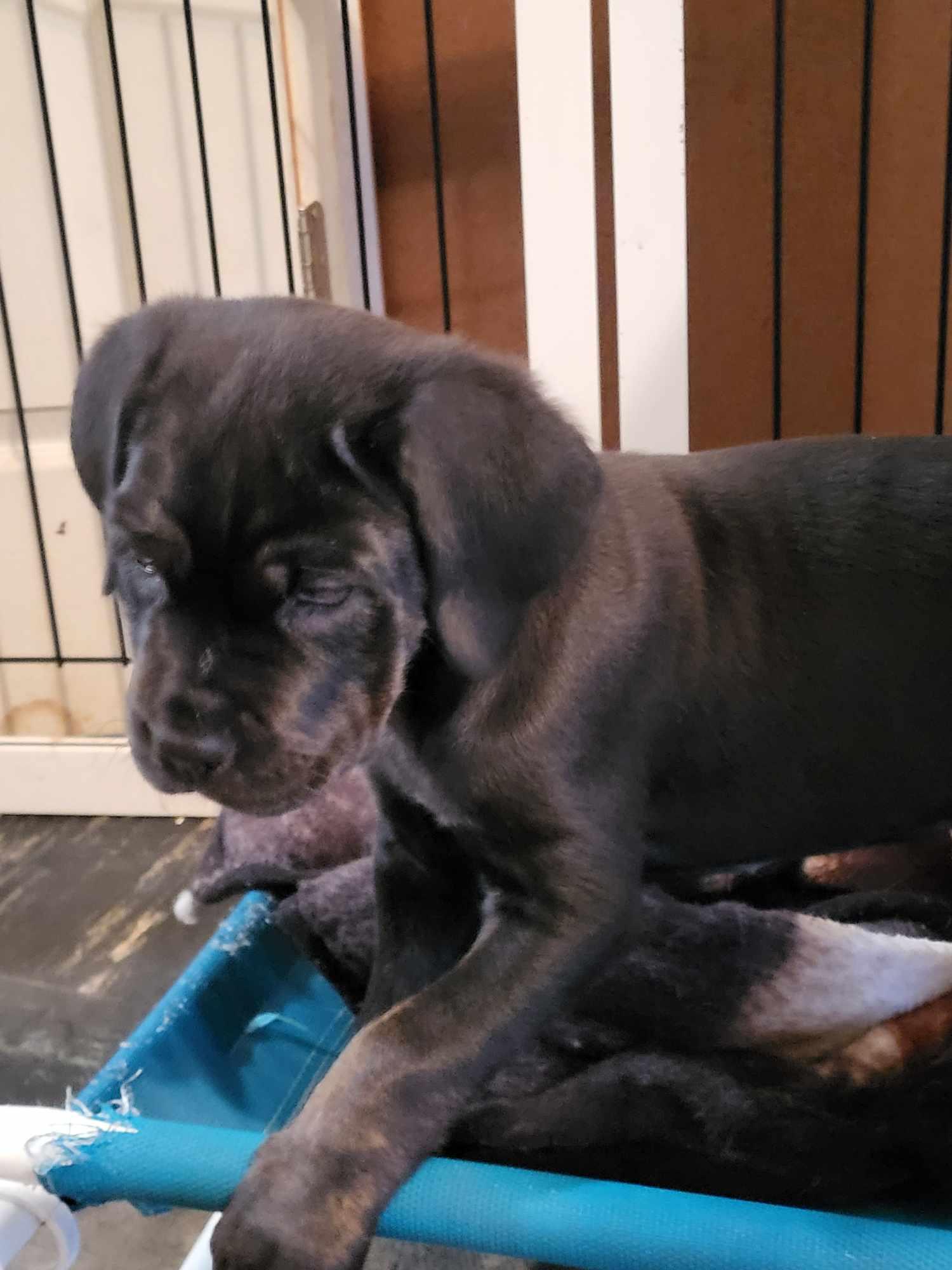 Nikki, Adopted, Young Female Neapolitan Mastiff.