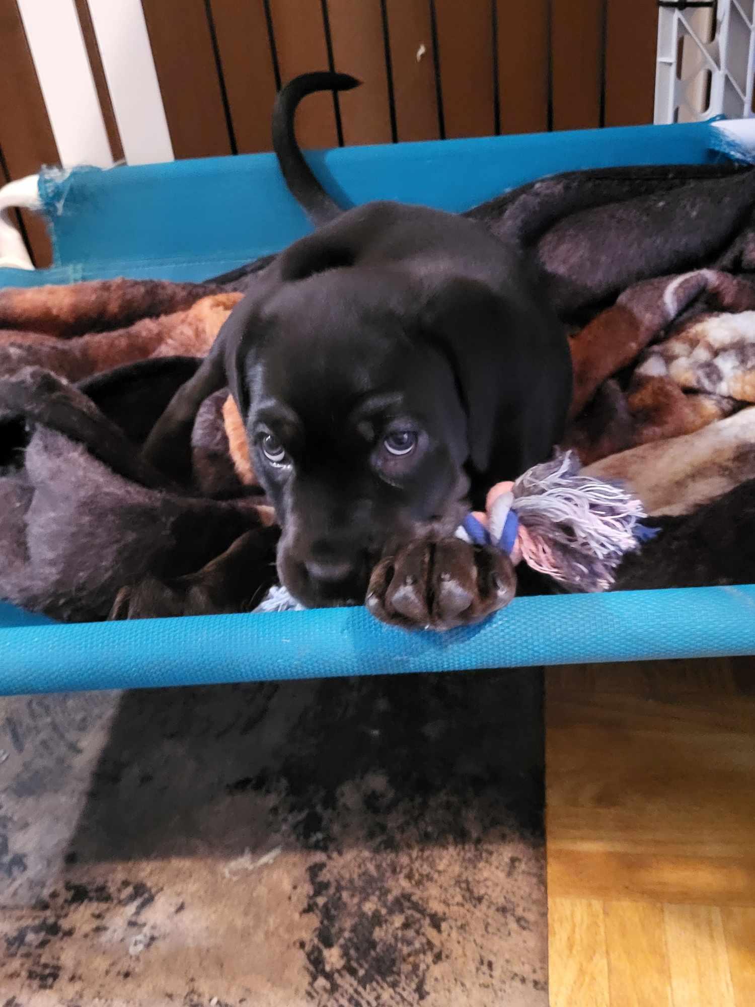 Enlarge Nikki, a Adopted mixed breed in Kenmore, NY image 2/2