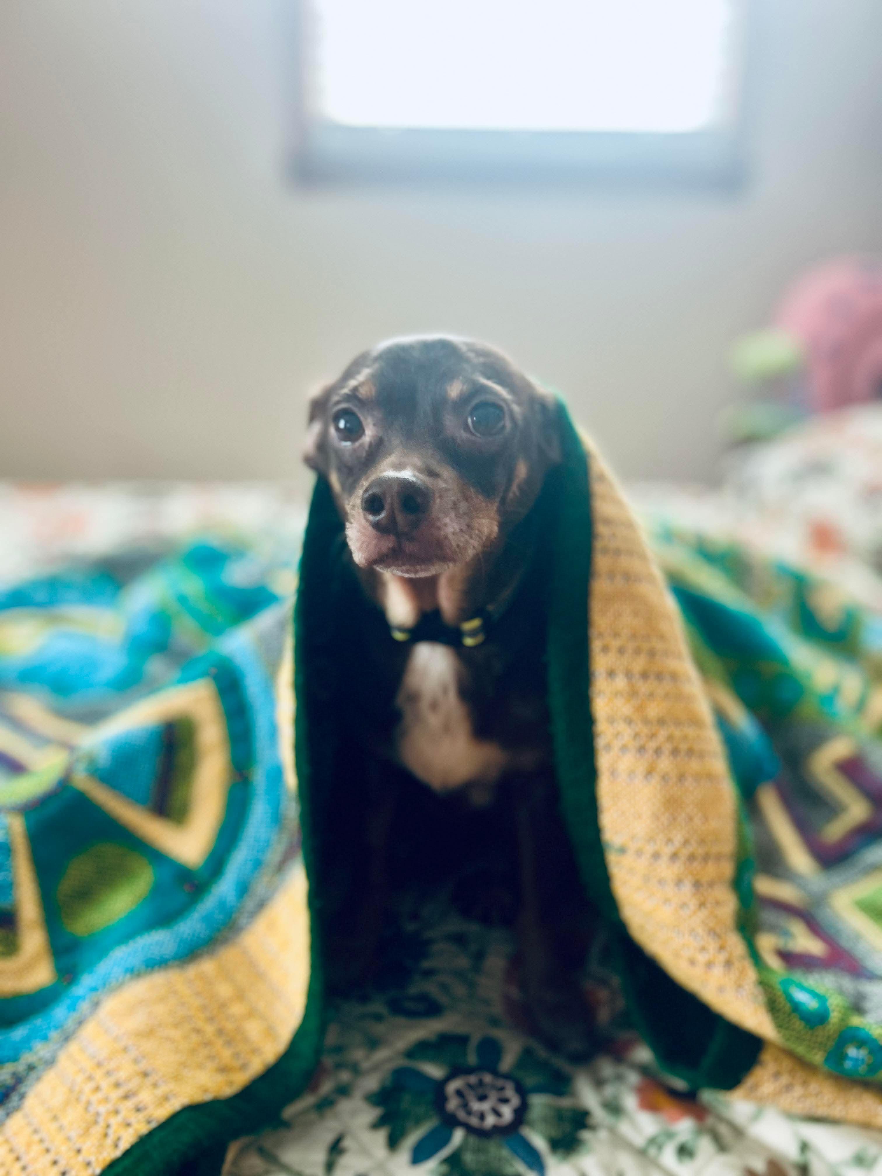 Enlarge Alfie, an adopted mixed breed in Clarksville, TN image 2/6