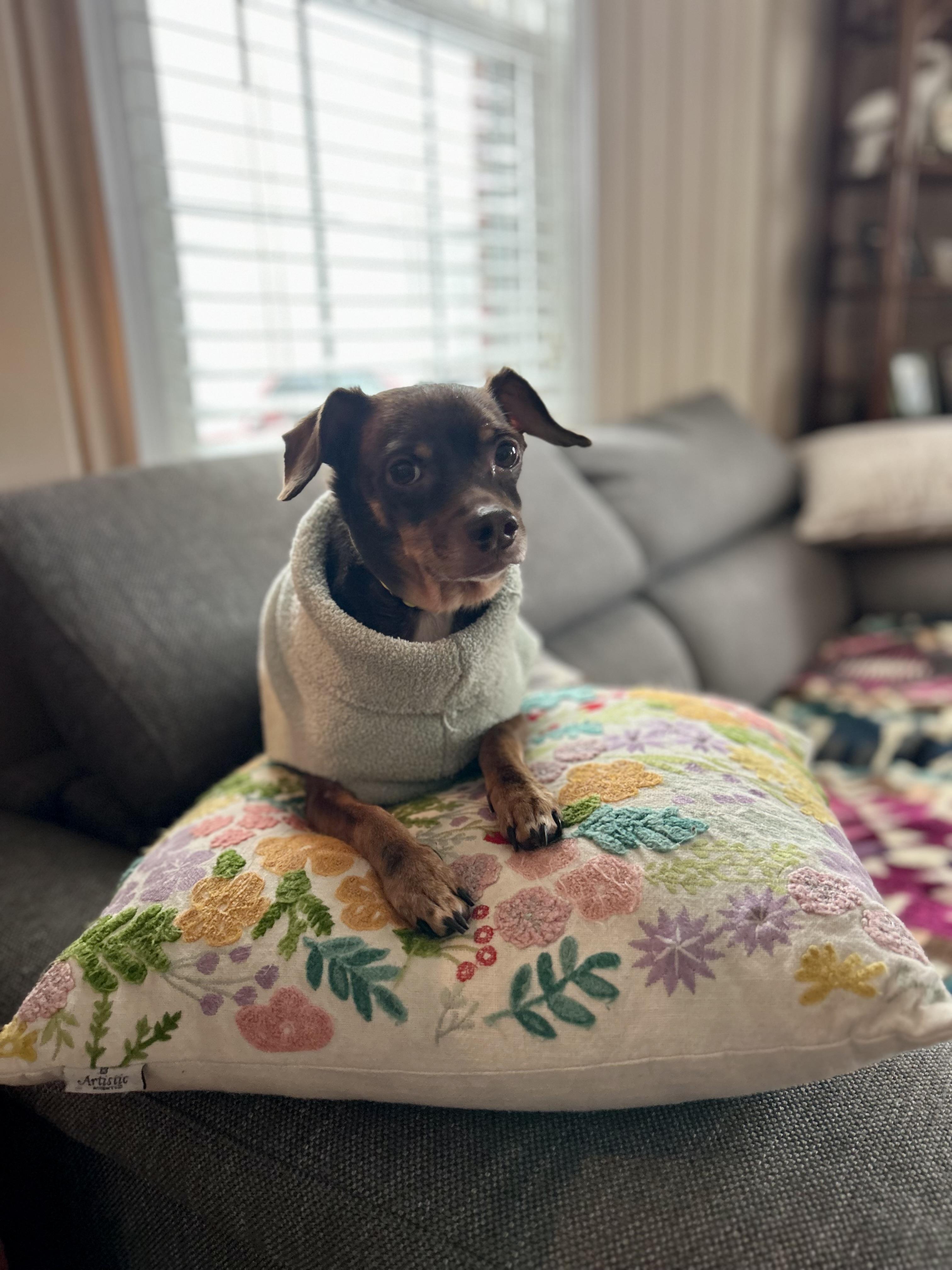 Enlarge Alfie, an adopted mixed breed in Clarksville, TN image 6/6