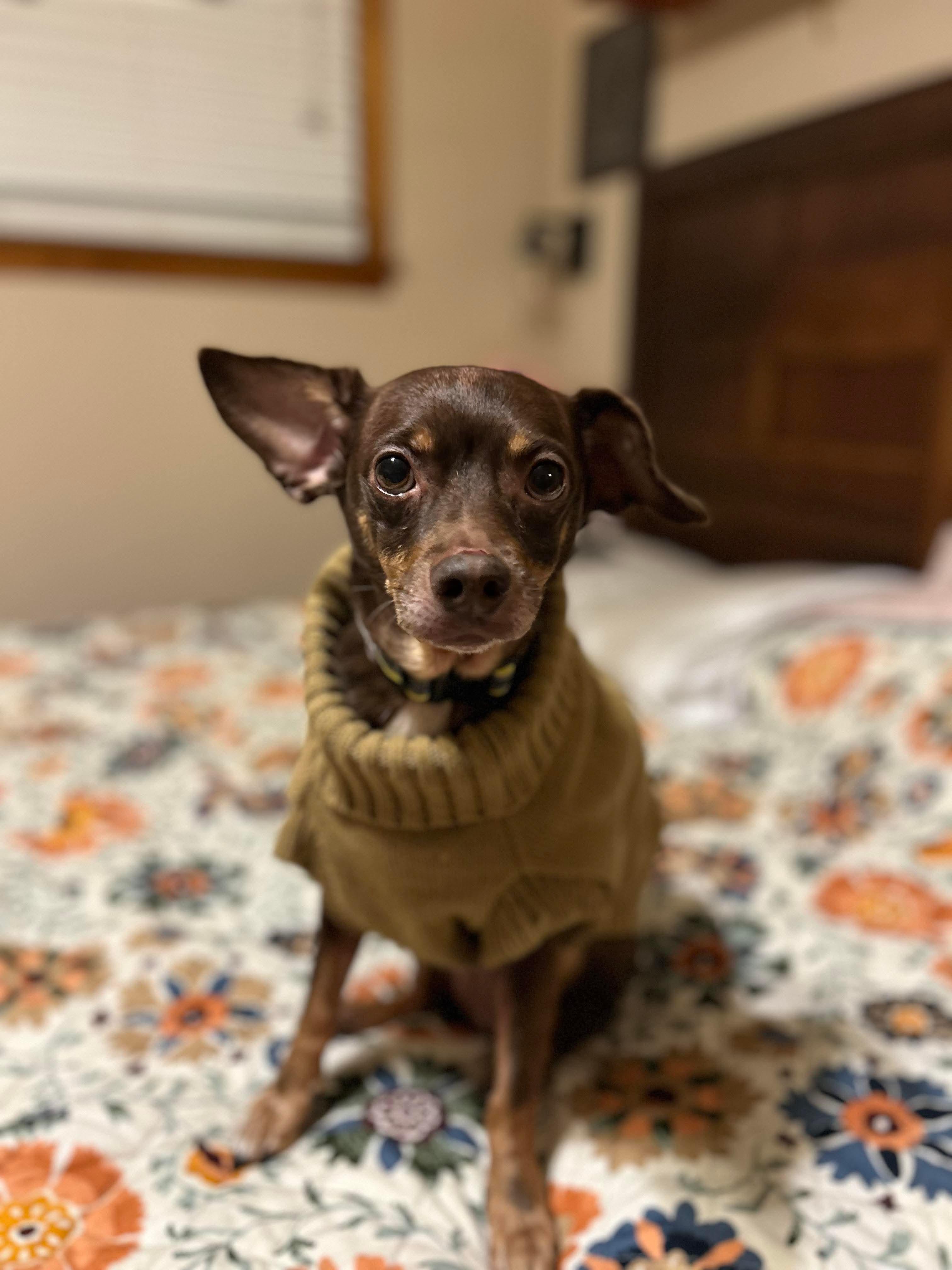 Alfie, adopted, Senior Male Miniature Pinscher & Chihuahua.