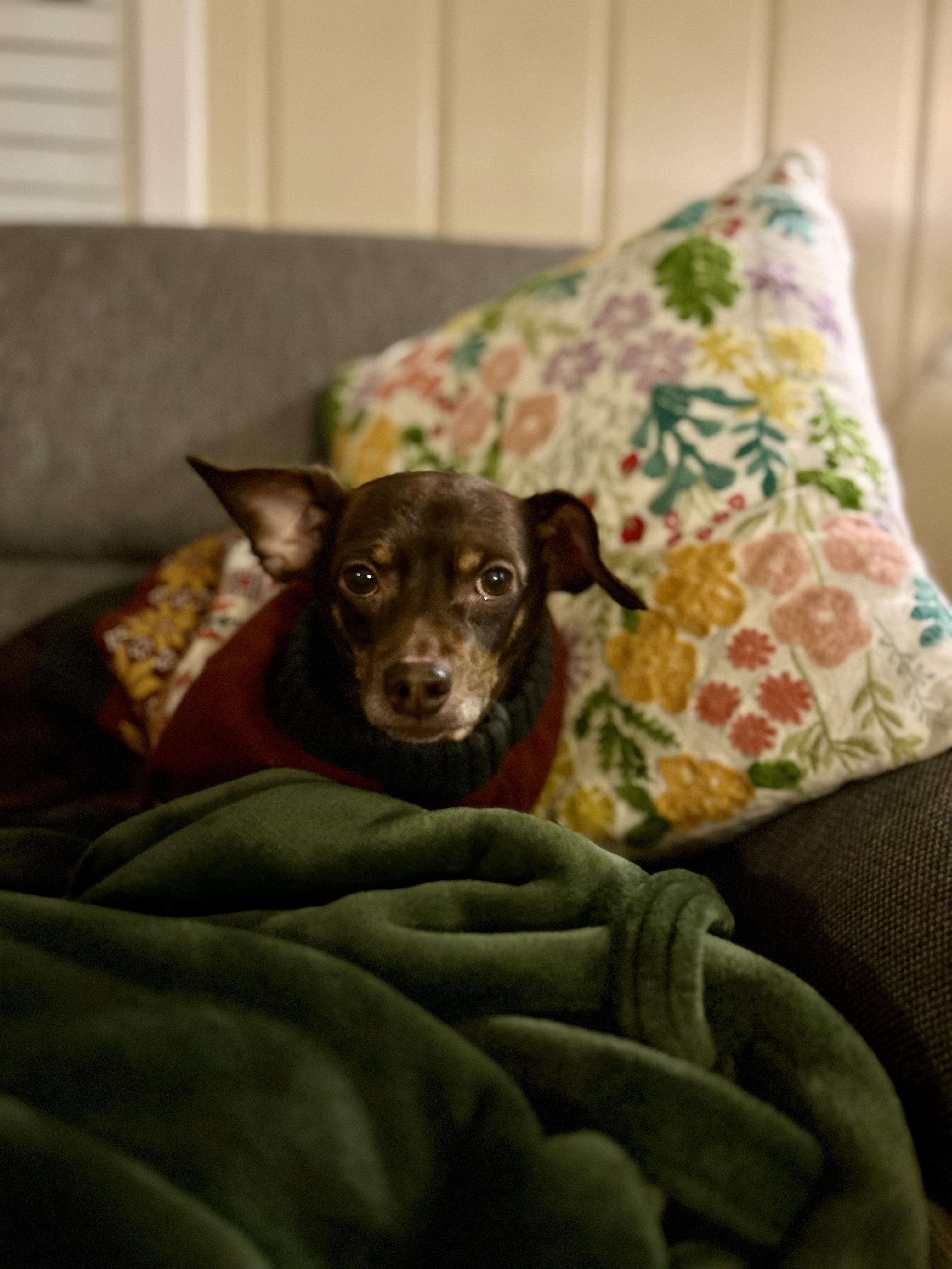 Enlarge Alfie, an adopted mixed breed in Clarksville, TN image 5/6