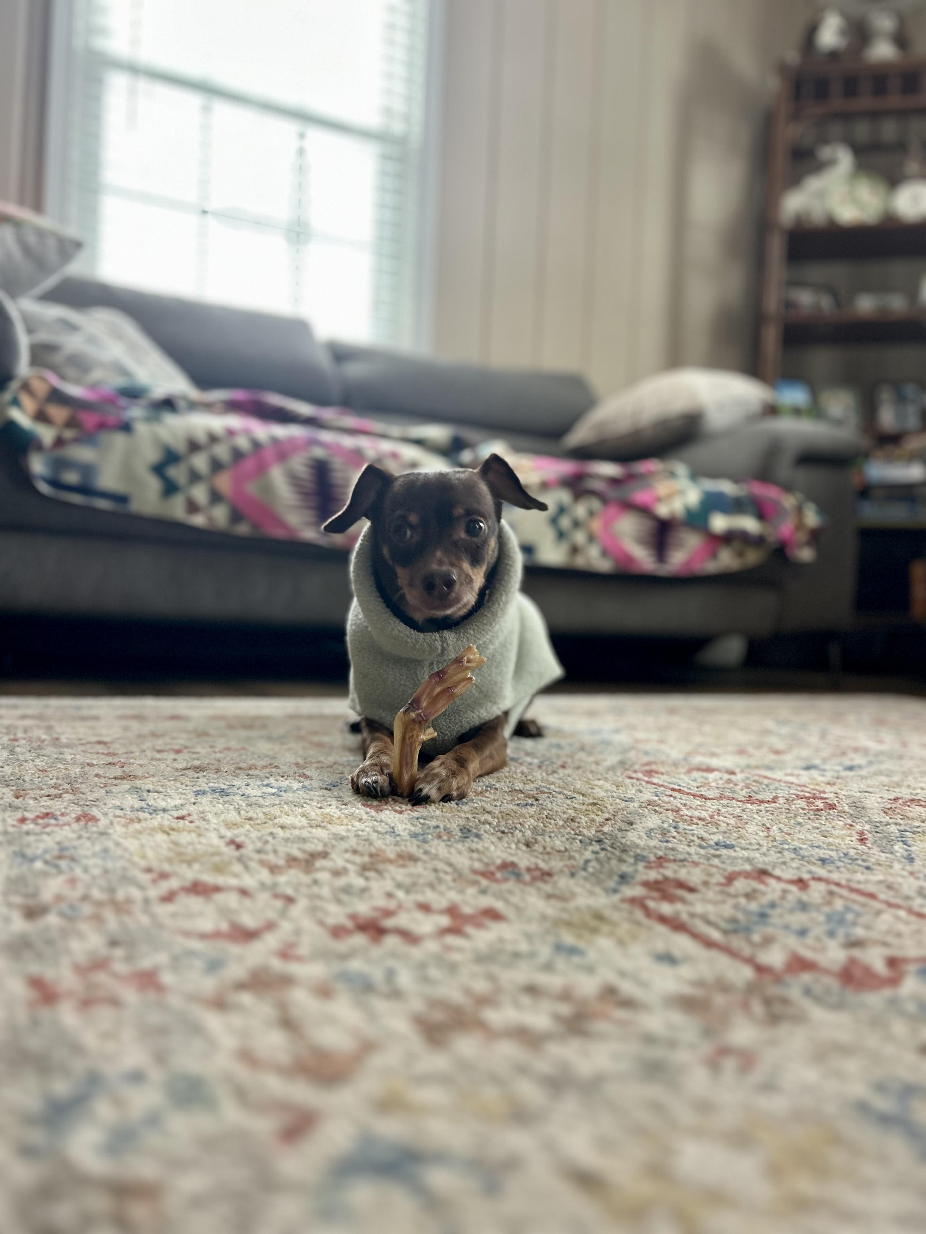 Enlarge Alfie, an adopted mixed breed in Clarksville, TN image 3/6