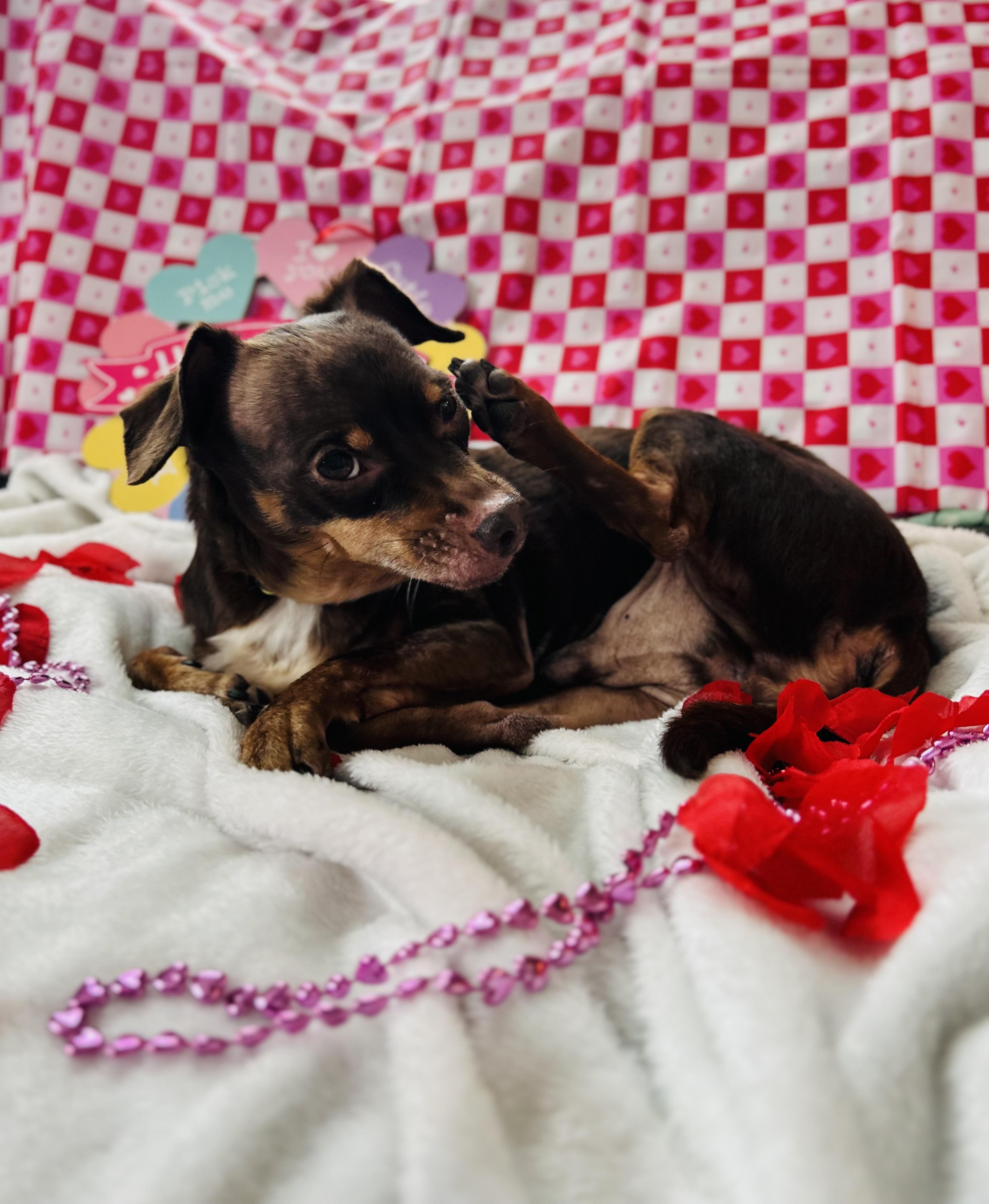 Enlarge Alfie, an adopted mixed breed in Clarksville, TN image 4/6