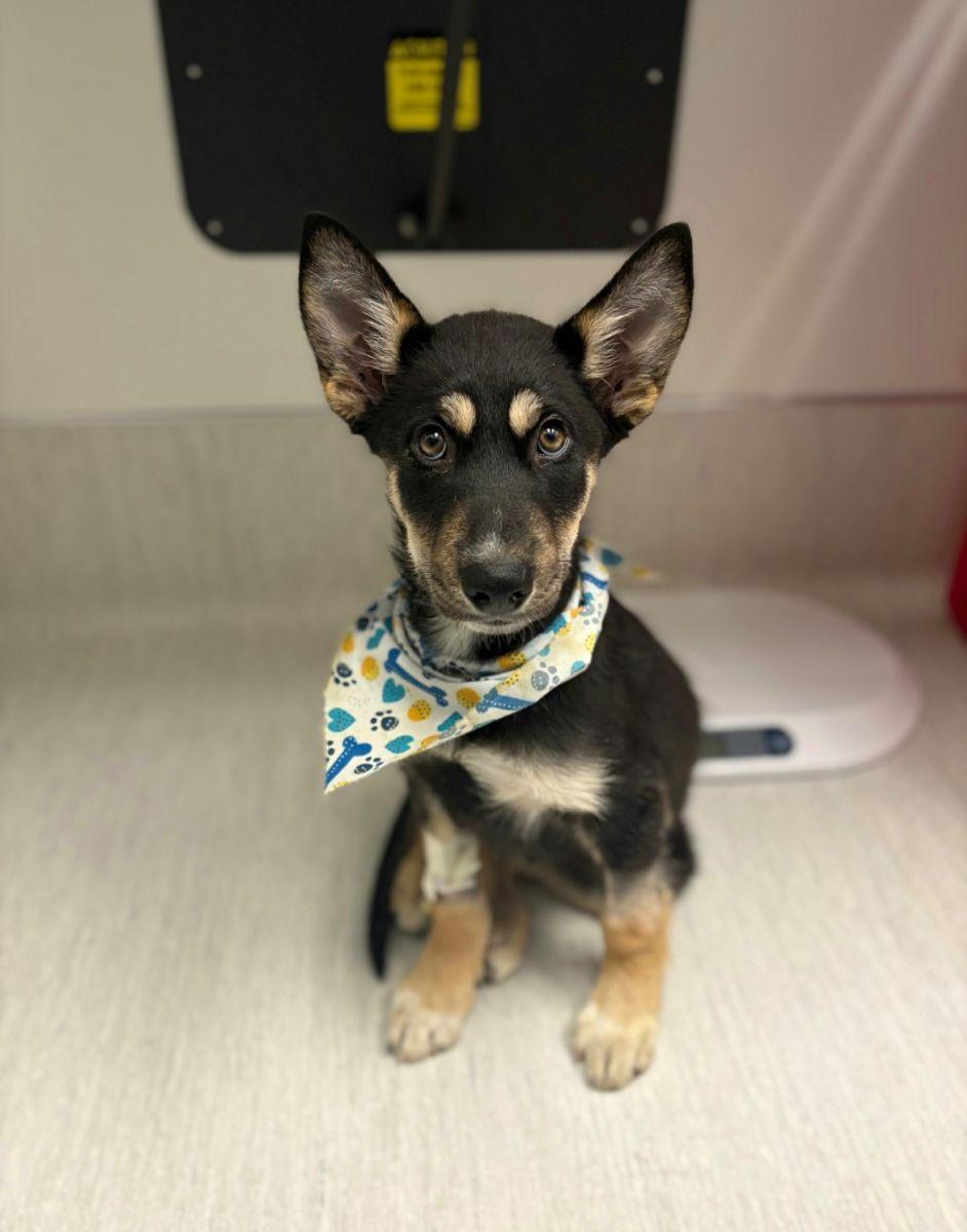 Kato, Baby Male unknown