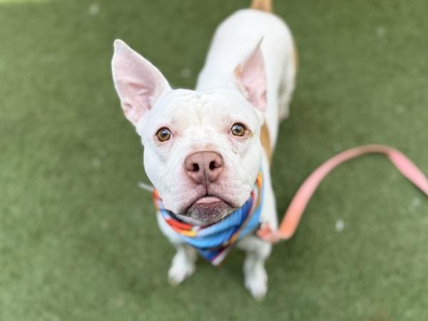 Picasso, Adoptable, Adult Male Mixed Breed.
