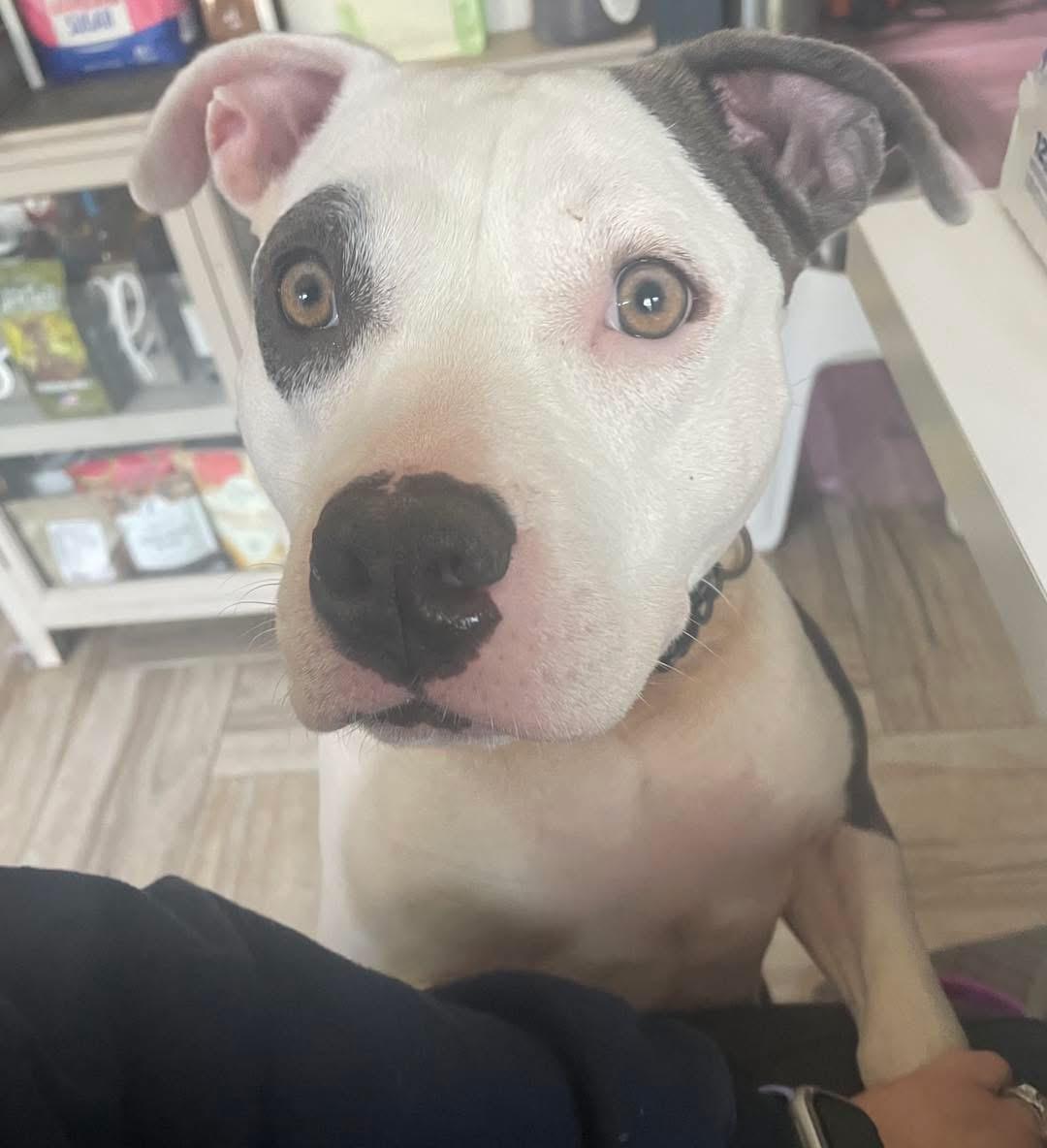 Enlarge Bethany , a ADOPTABLE Pit Bull Terrier in Benbrook, TX image 5/5