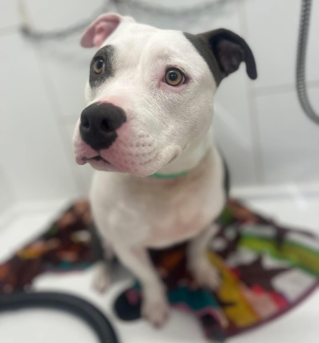 Enlarge Bethany , a ADOPTABLE Pit Bull Terrier in Benbrook, TX image 2/5