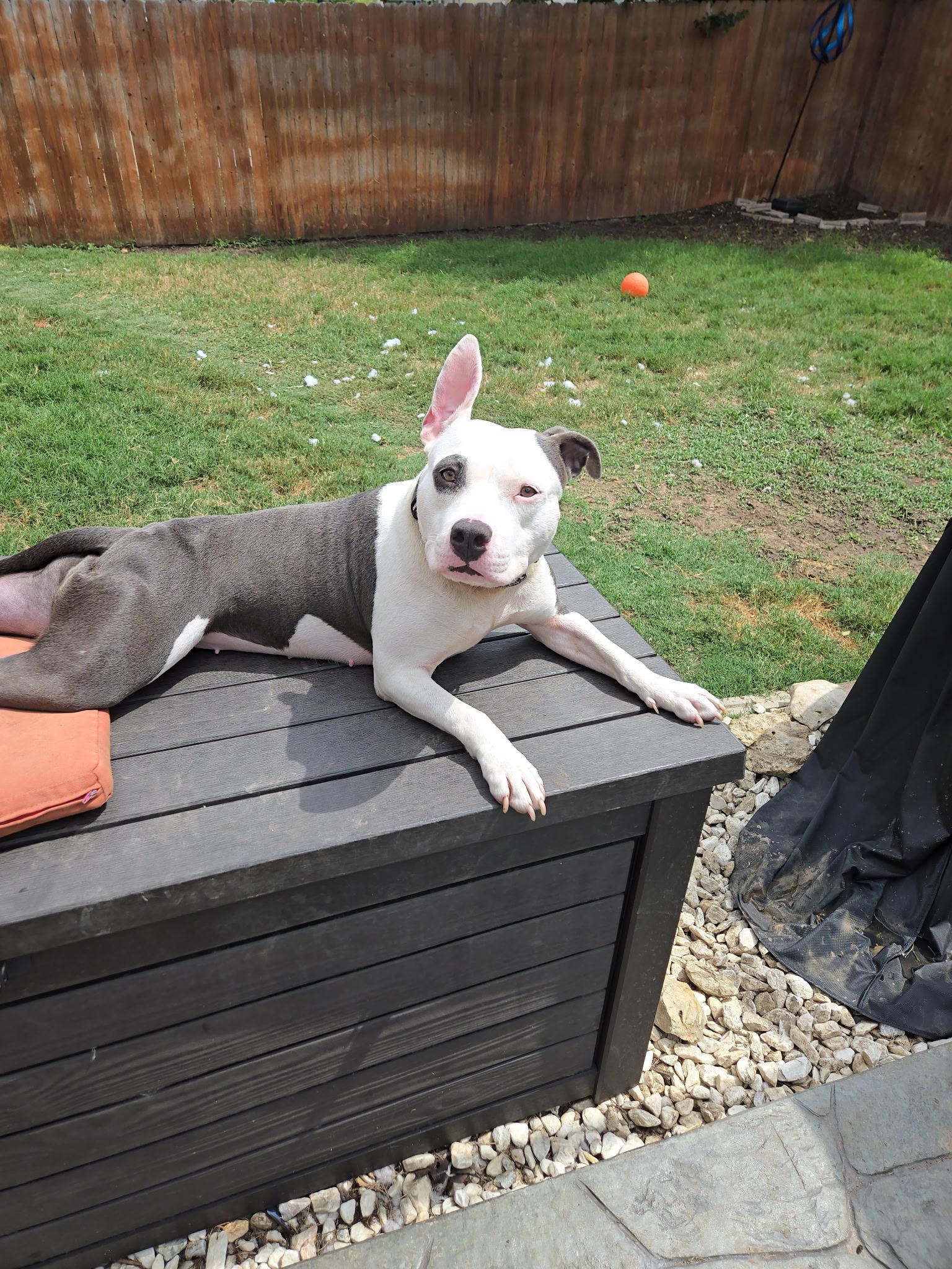 Enlarge Bethany , a ADOPTABLE Pit Bull Terrier in Benbrook, TX image 3/5