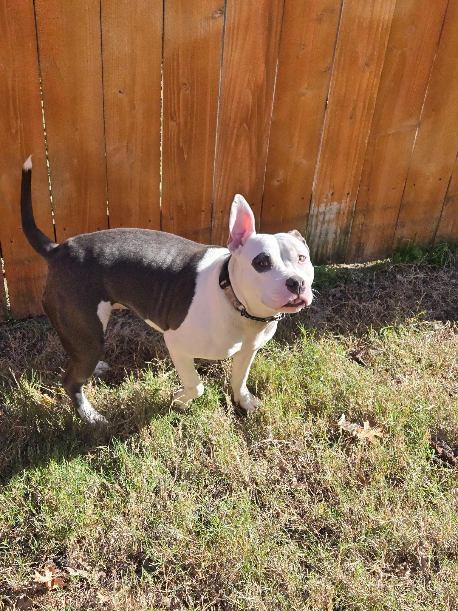 Enlarge Bethany , a ADOPTABLE Pit Bull Terrier in Benbrook, TX image 4/5