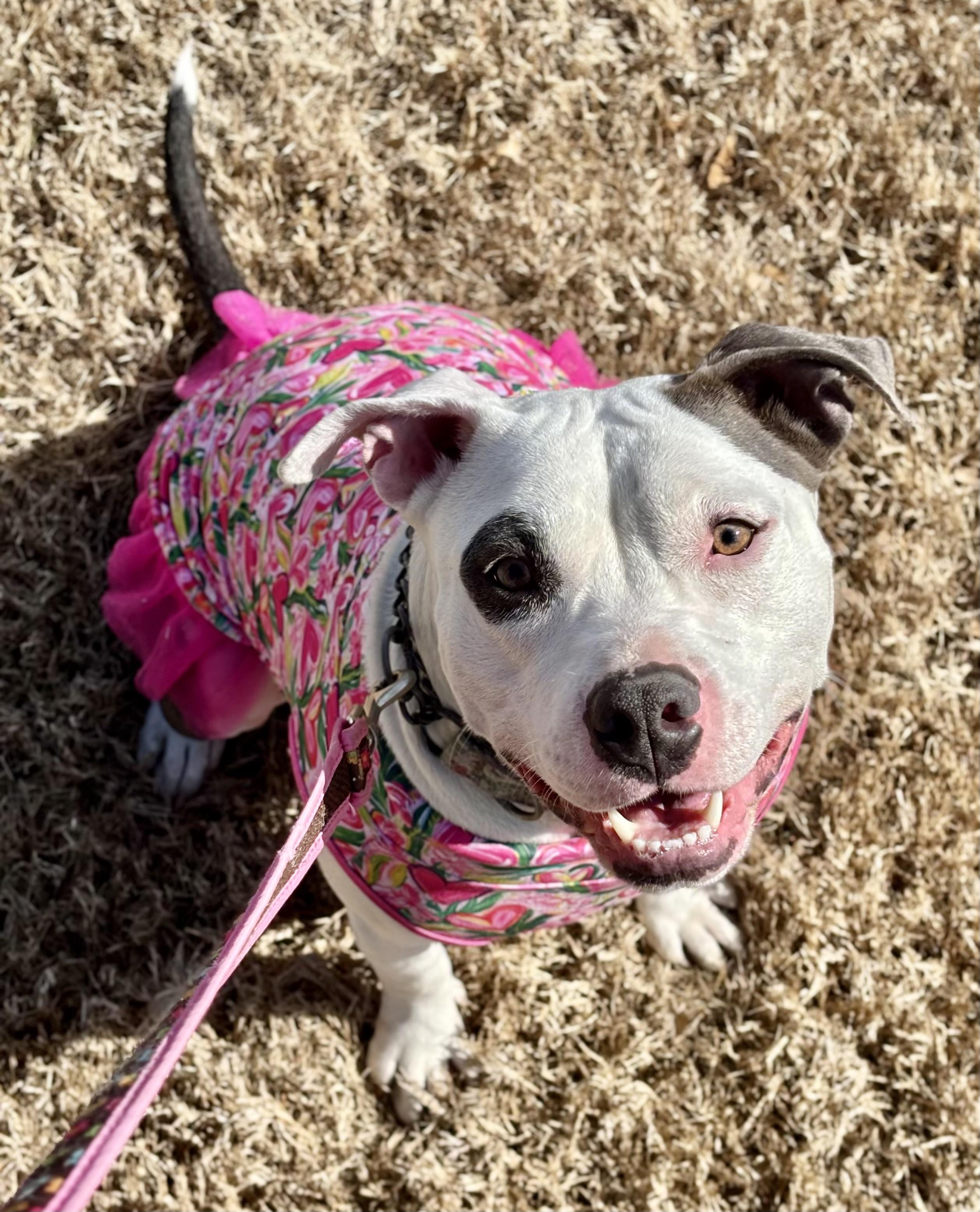 Enlarge Bethany , a ADOPTABLE Pit Bull Terrier in Benbrook, TX image 1/5