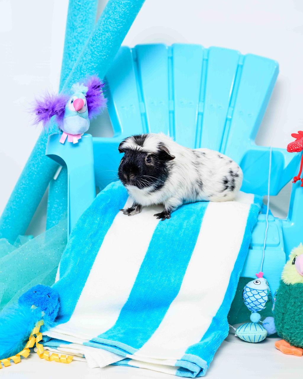 Winston Guinea Pig Small & Furry
