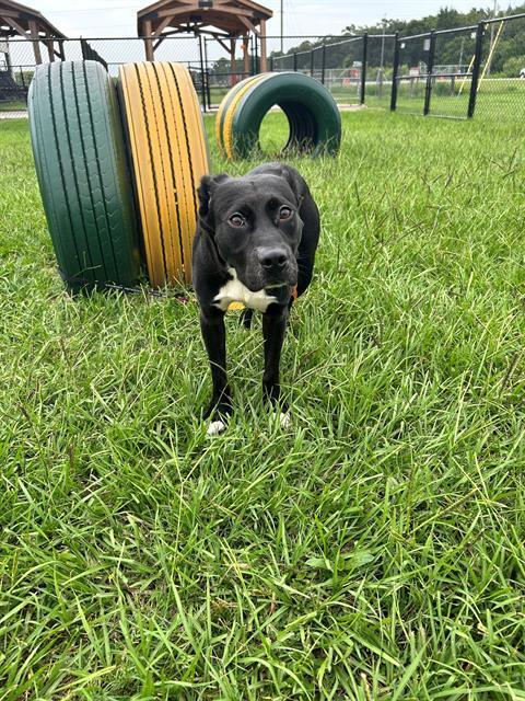 SCOOTER, Adoptable, Adult Male Labrador Retriever & Mixed Breed.