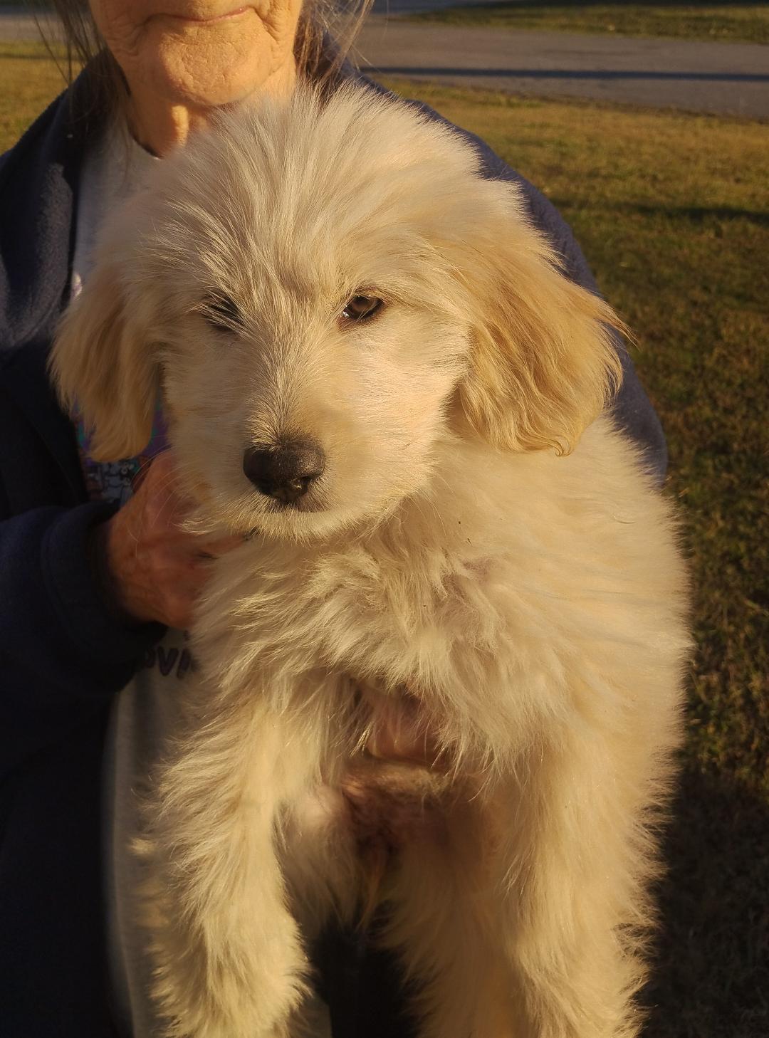 Rumor, a Adoptable mixed breed in Sulphur, OK image 1/2