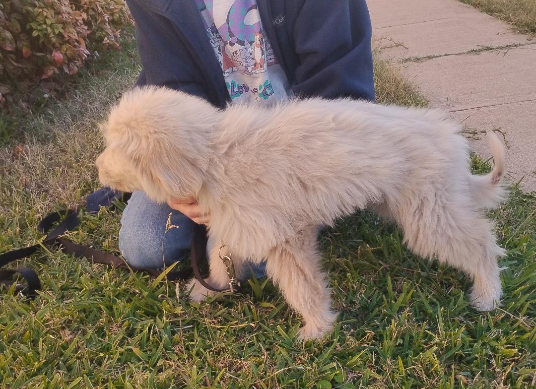 Rumor, Adoptable, Puppy Female Great Pyrenees & Terrier.