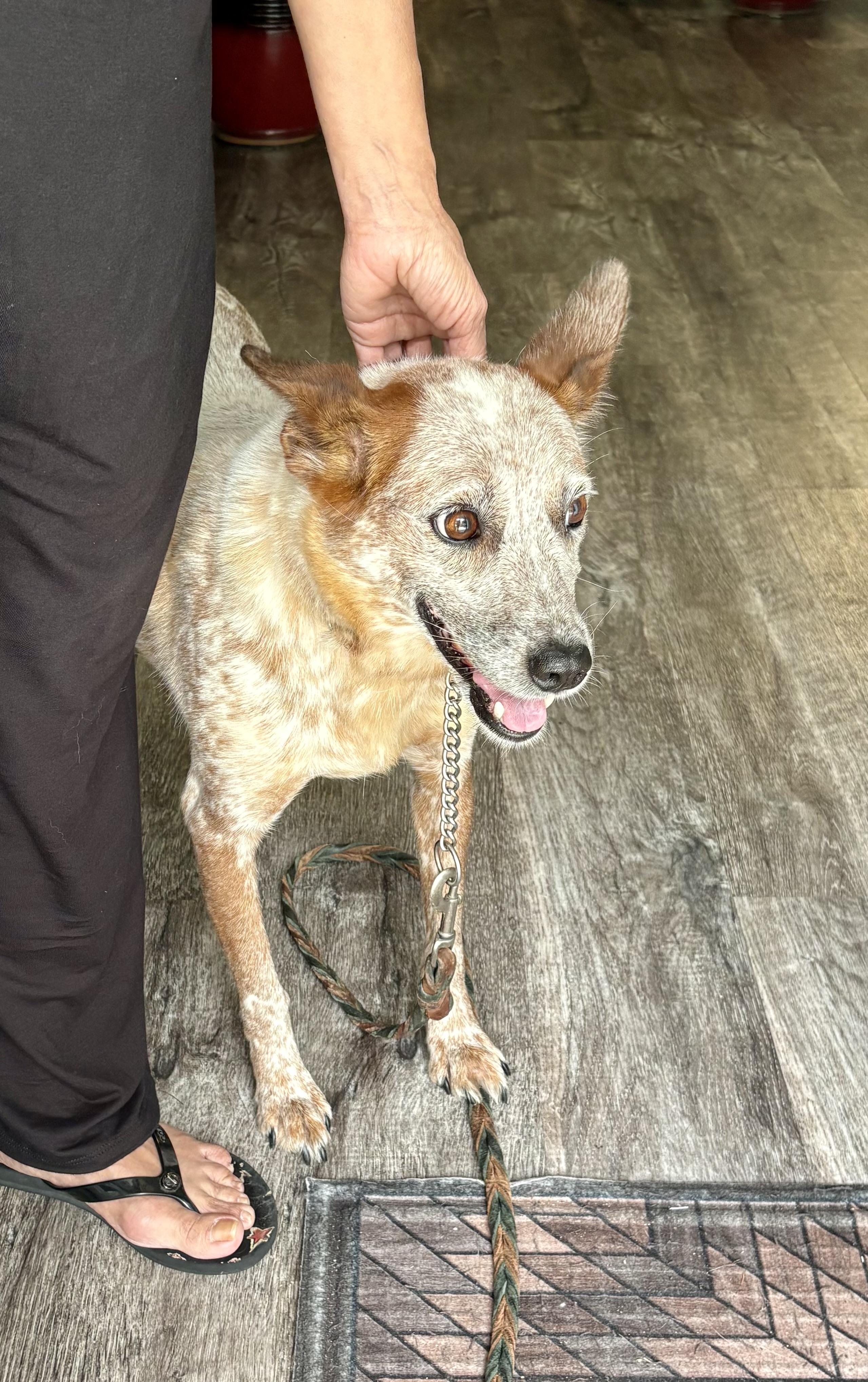 Steph, ADOPTABLE, Young Female Australian Cattle Dog / Blue Heeler.