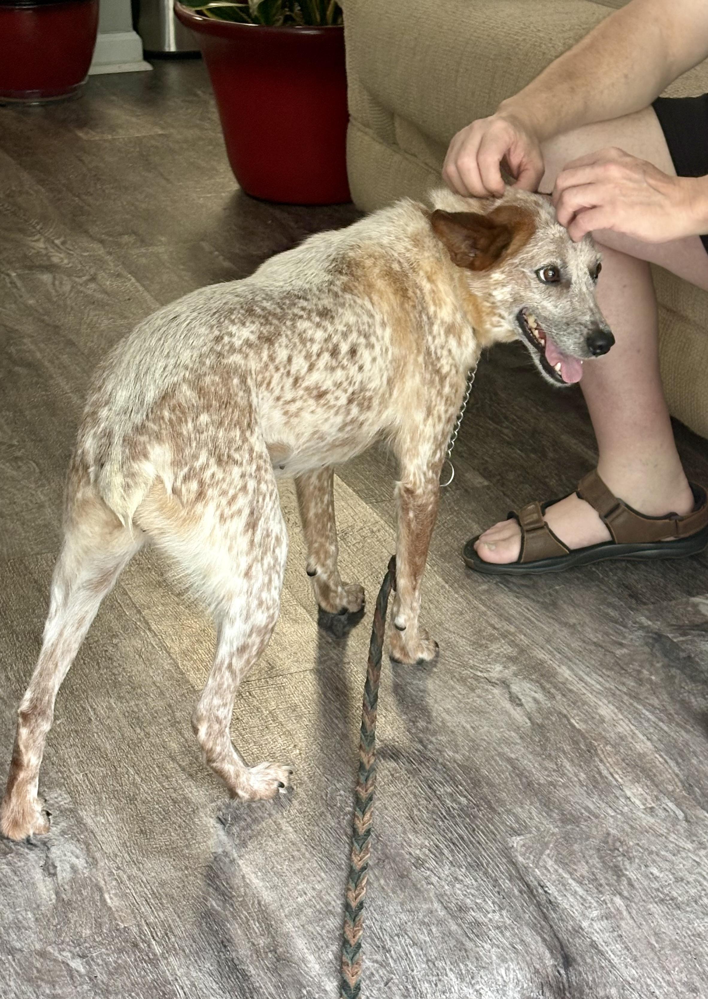 Steph, a ADOPTABLE Australian Cattle Dog / Blue Heeler in Alexandria, VA image 2/2