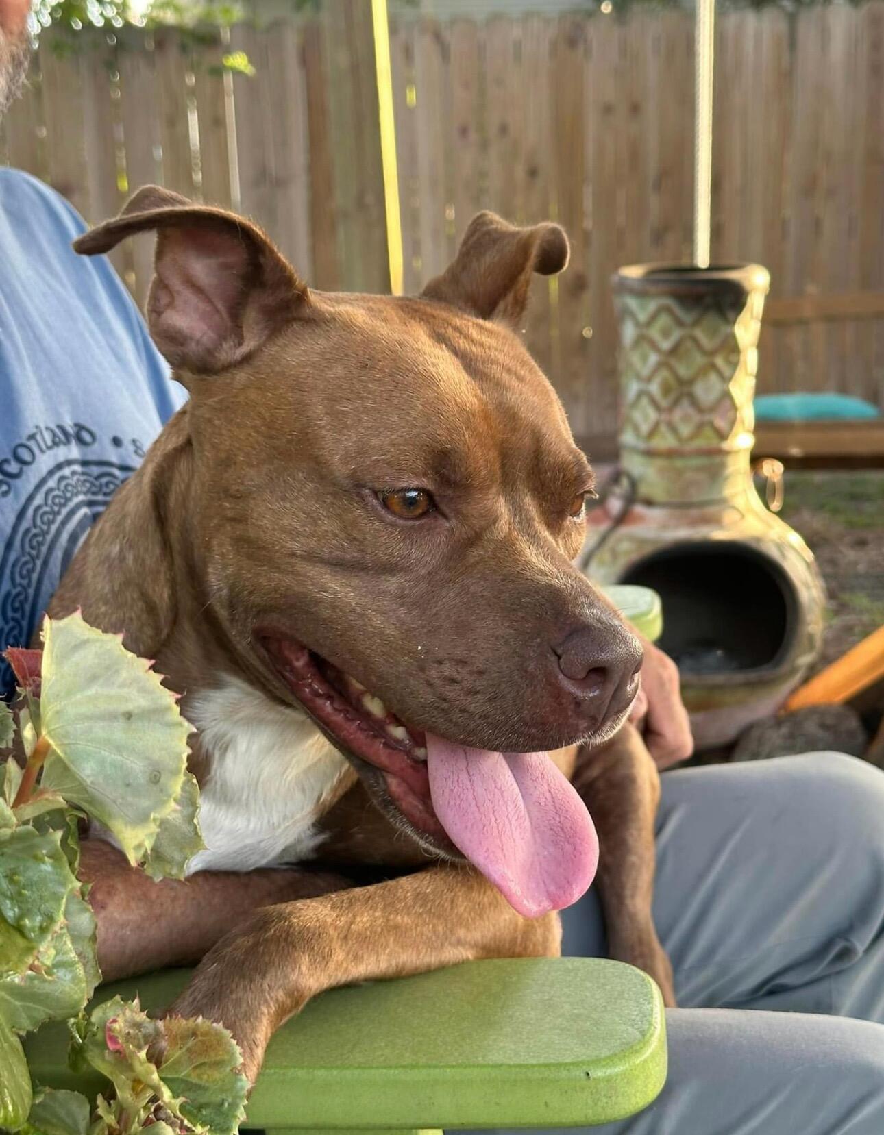 Enlarge Lucie, a Adoptable American Staffordshire Terrier in Rockdale, TX image 1/5