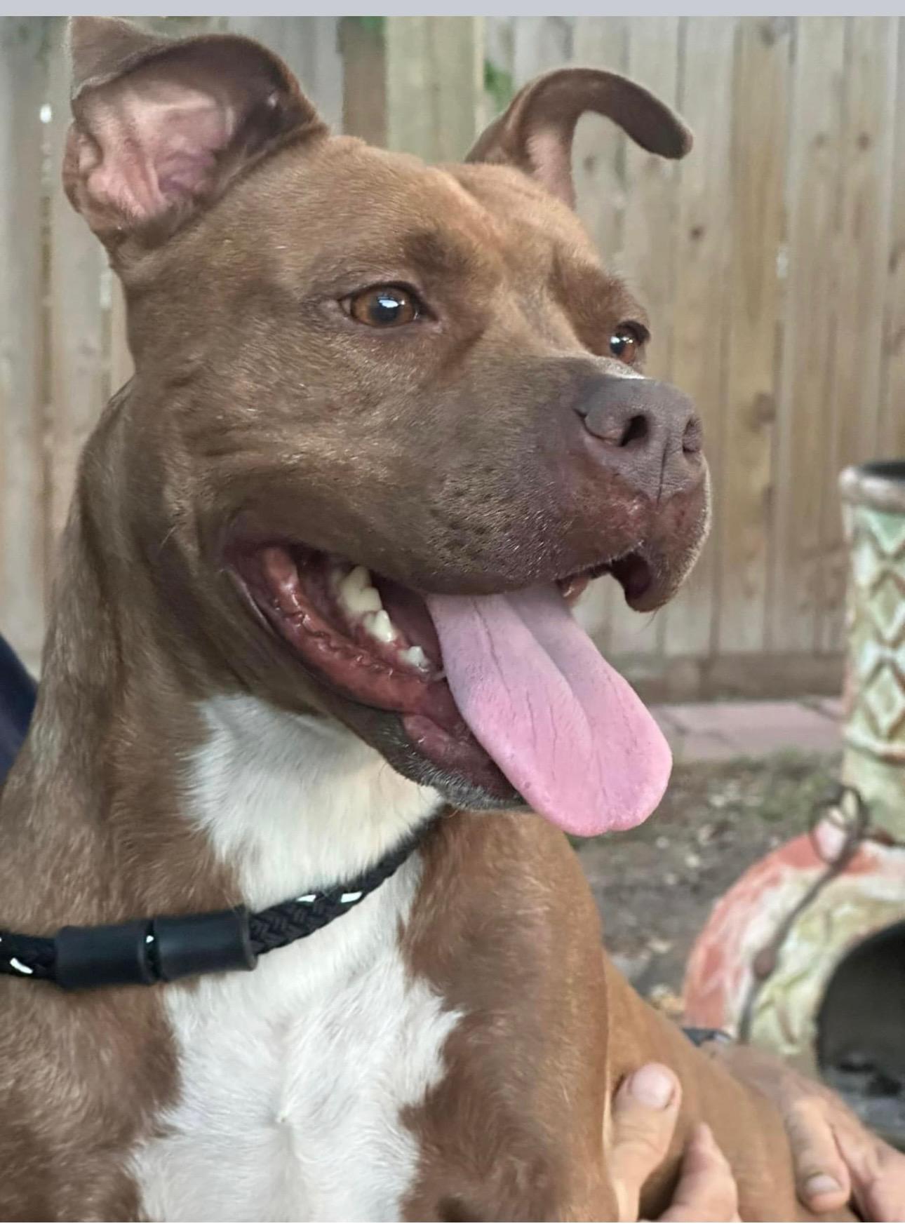 Enlarge Lucie, a Adoptable American Staffordshire Terrier in Rockdale, TX image 2/5