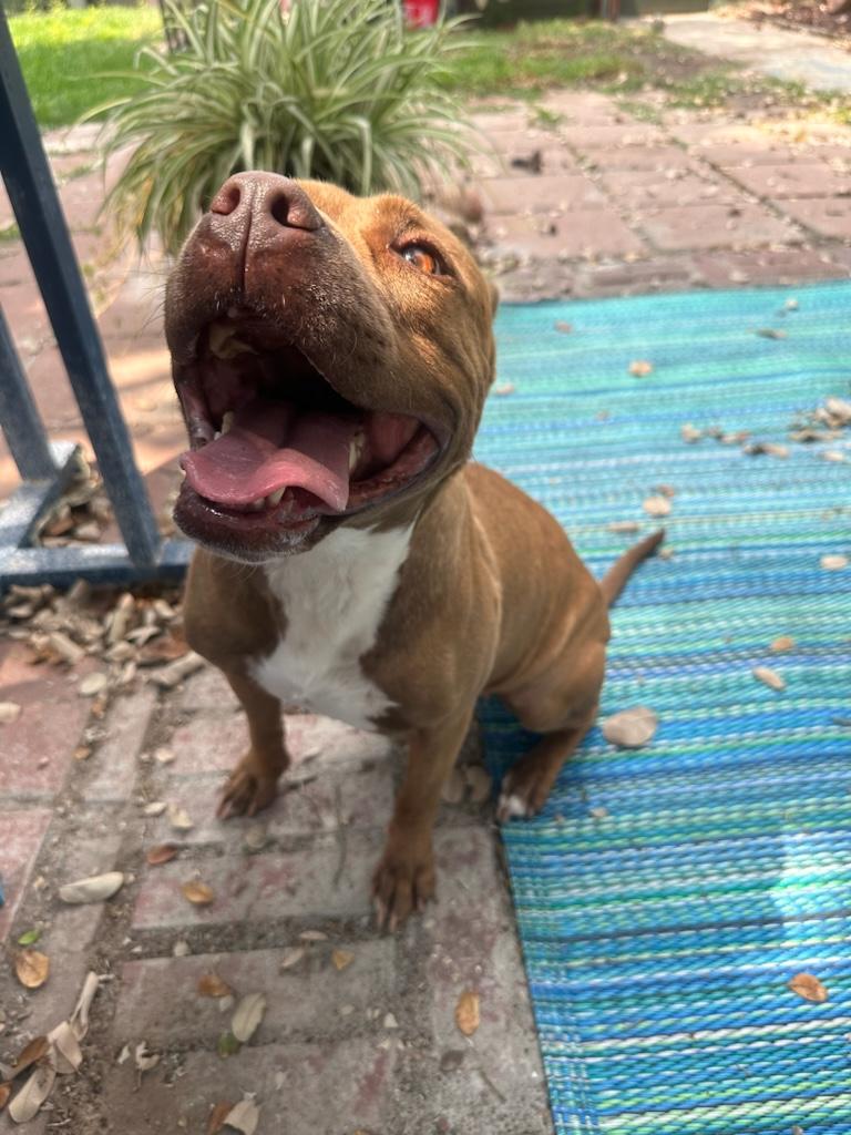 Lucie, Adoptable, Adult Female American Staffordshire Terrier.