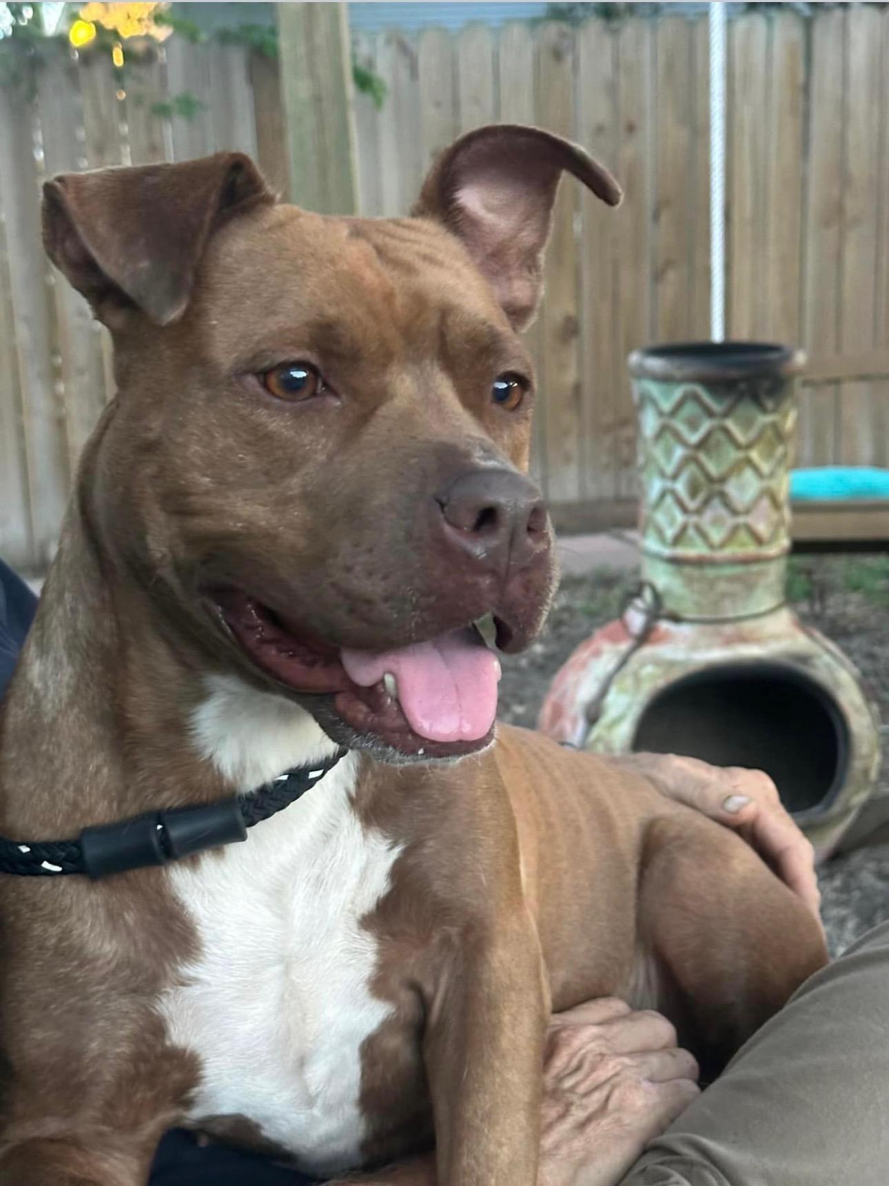 Enlarge Lucie, a Adoptable American Staffordshire Terrier in Rockdale, TX image 5/5