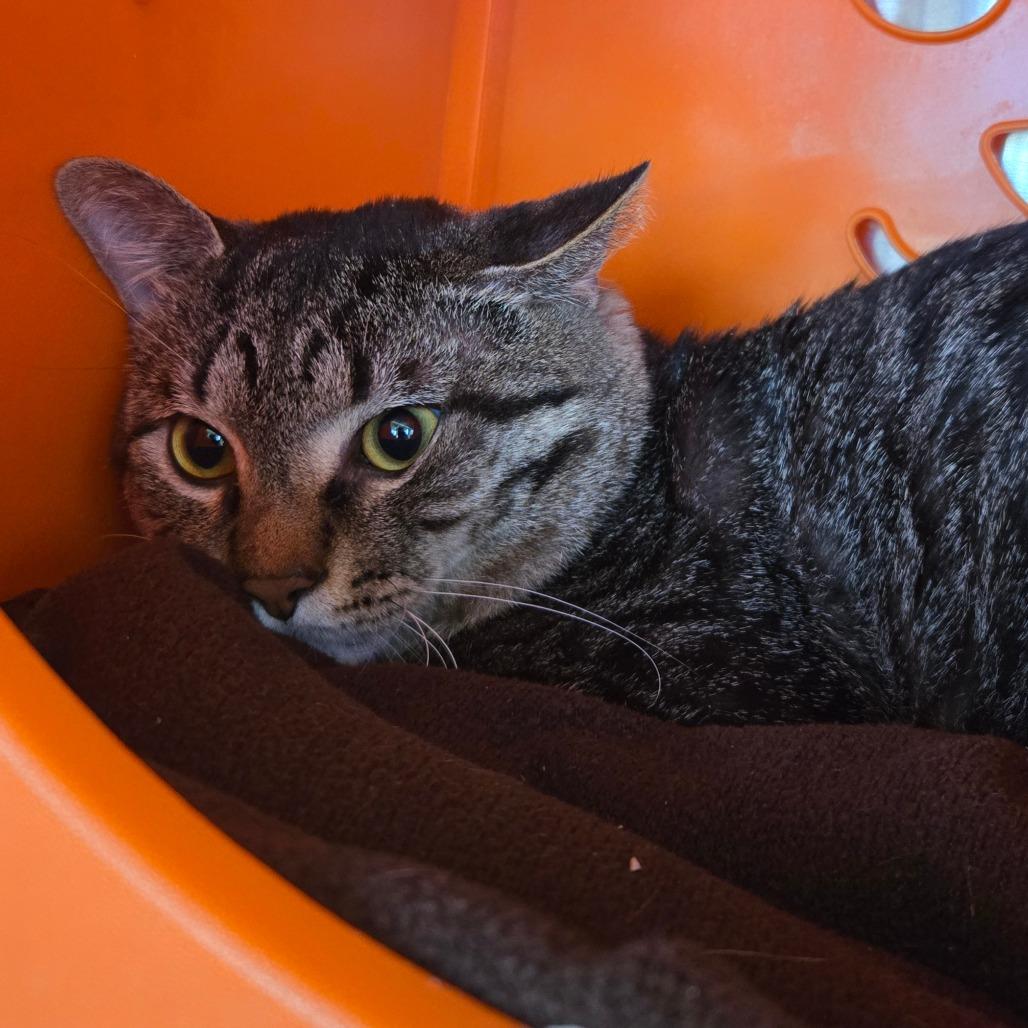 Buddy, Adoptable, Adult Male Domestic Short Hair.