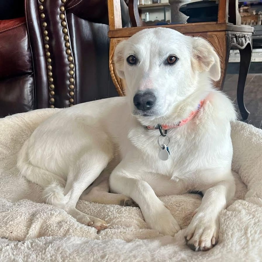 Nettie — thumbnail 4