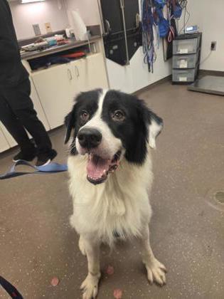Cow, Adoptable, Adult Male Great Pyrenees & Mixed Breed.