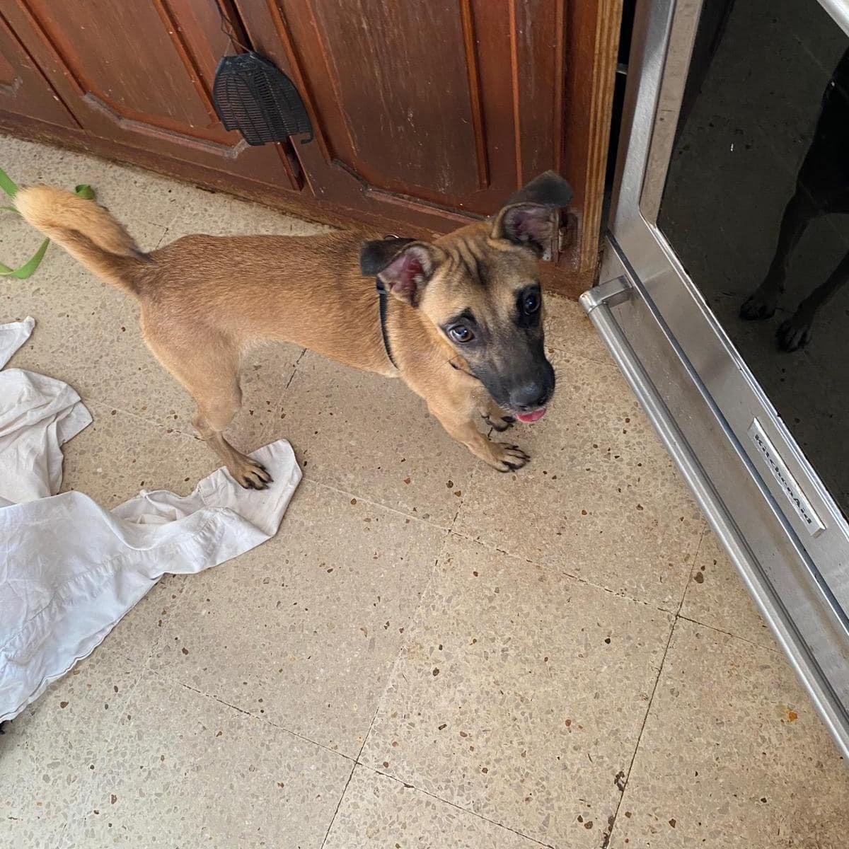 Enlarge WICHI "One..Only. Me." (Currently in Puerto Rico), a Adoptable mixed breed in New York, NY image 4/6