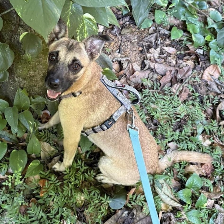 Enlarge WICHI "One..Only. Me." (Currently in Puerto Rico), a Adoptable mixed breed in New York, NY image 2/6