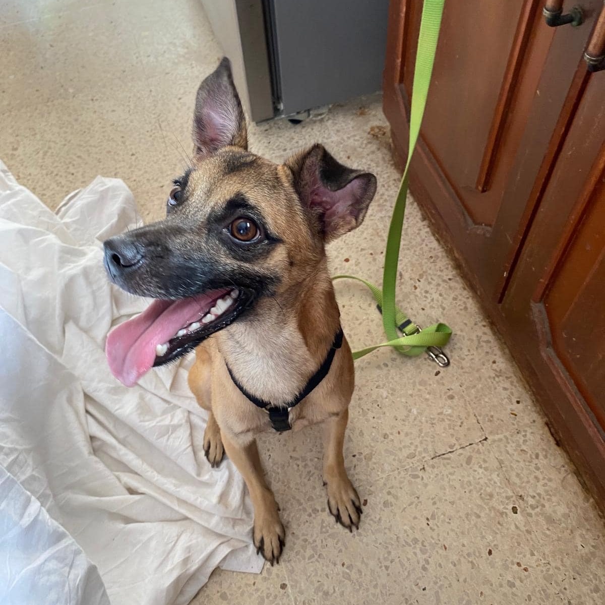 Enlarge WICHI "One..Only. Me." (Currently in Puerto Rico), a Adoptable mixed breed in New York, NY image 3/6