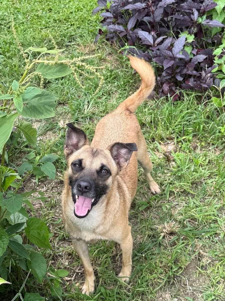 Enlarge WICHI "One..Only. Me." (Currently in Puerto Rico), a Adoptable mixed breed in New York, NY image 1/6