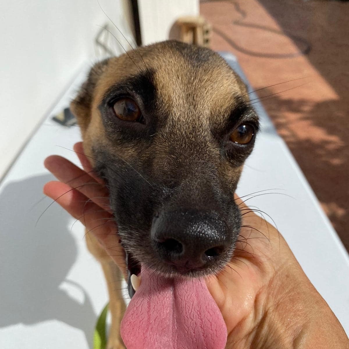 Enlarge WICHI "One..Only. Me." (Currently in Puerto Rico), a Adoptable mixed breed in New York, NY image 5/6