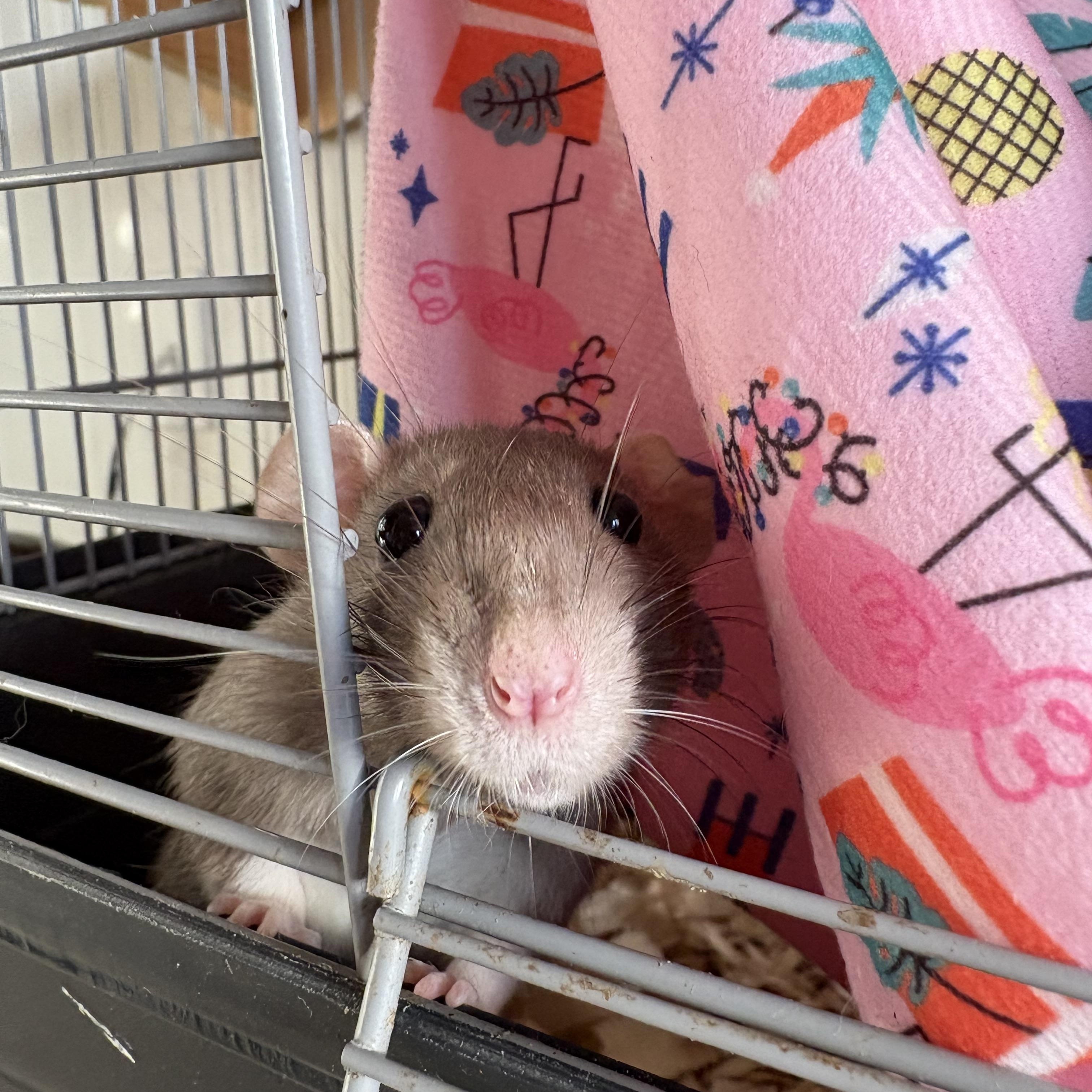 Enlarge Calliope & Shadow, a ADOPTABLE Rat in Eugene, OR image 3/3