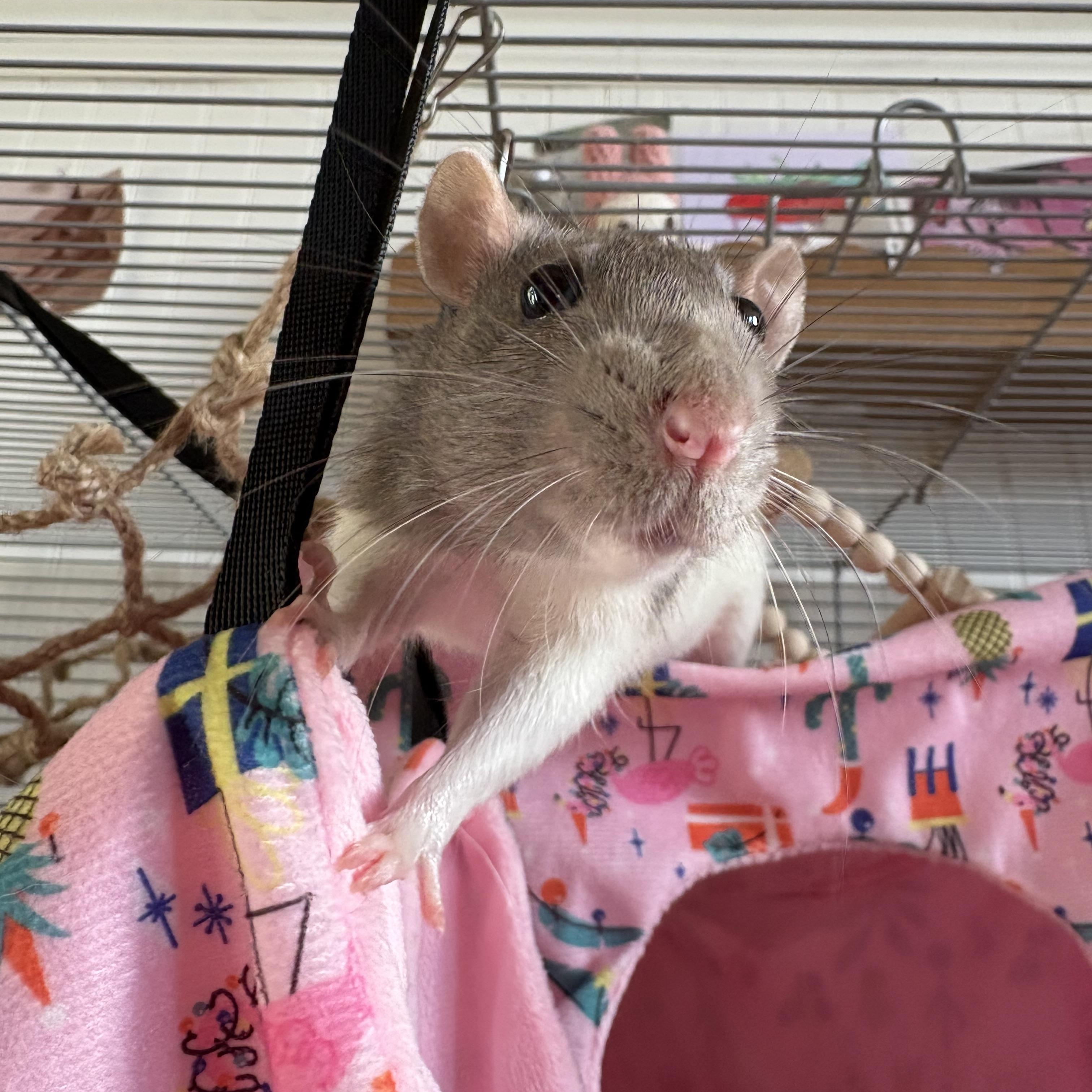 Enlarge Calliope & Shadow, a ADOPTABLE Rat in Eugene, OR image 2/3