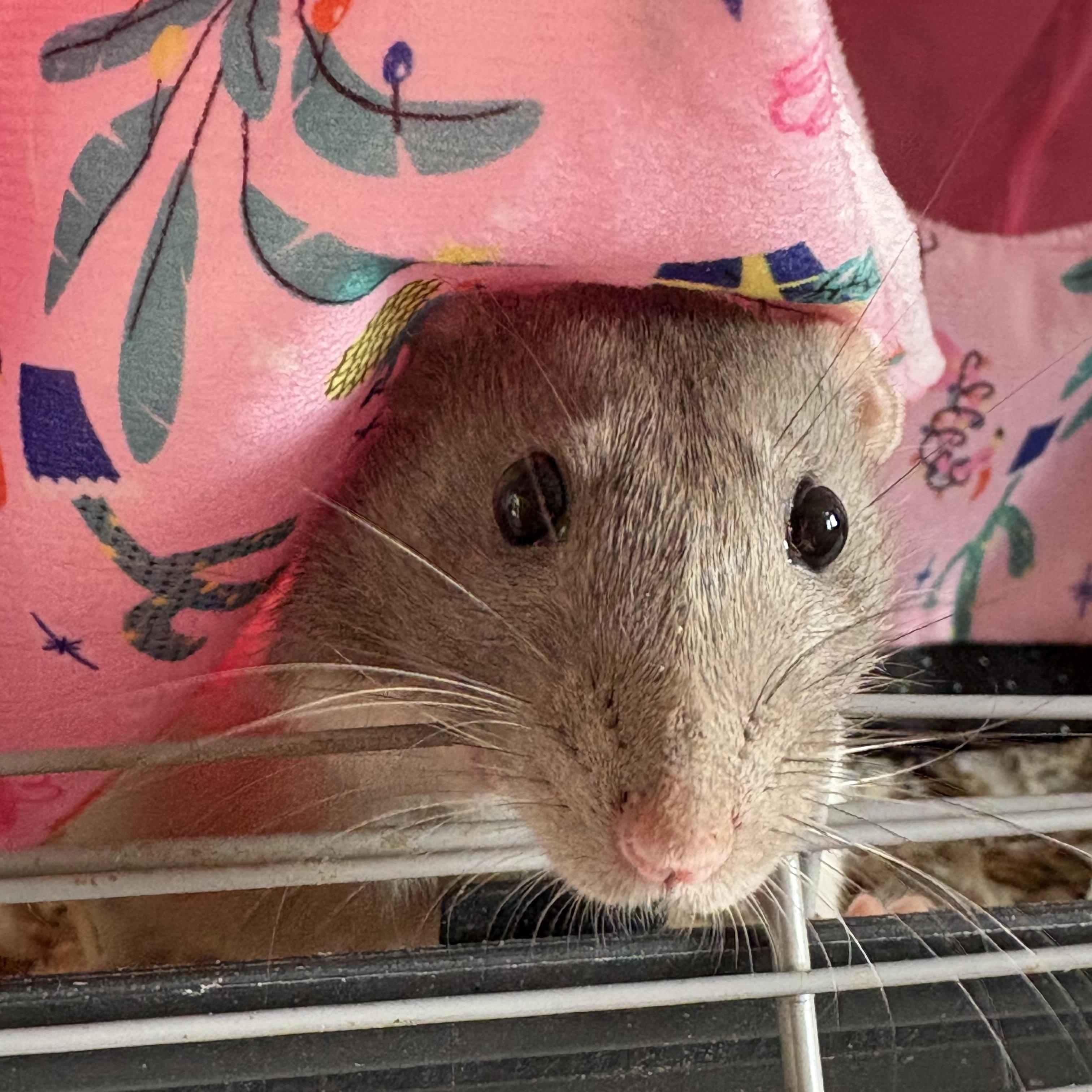 Calliope & Shadow, ADOPTABLE, Adult Female Rat.
