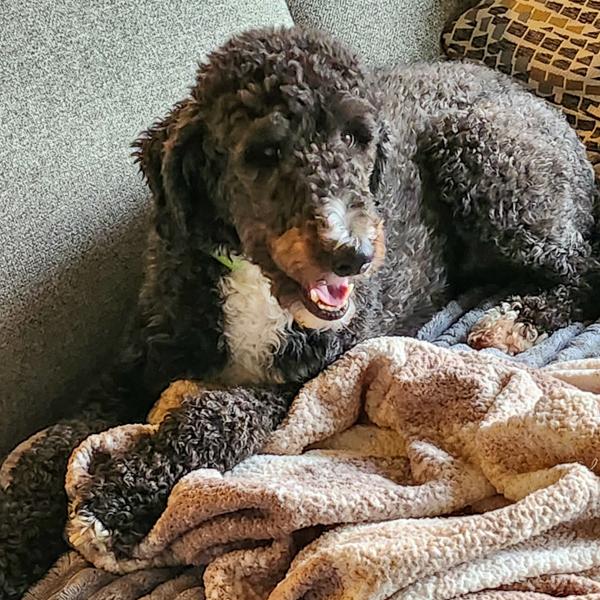 Gunner, Adoptable, Adult Male Labradoodle.