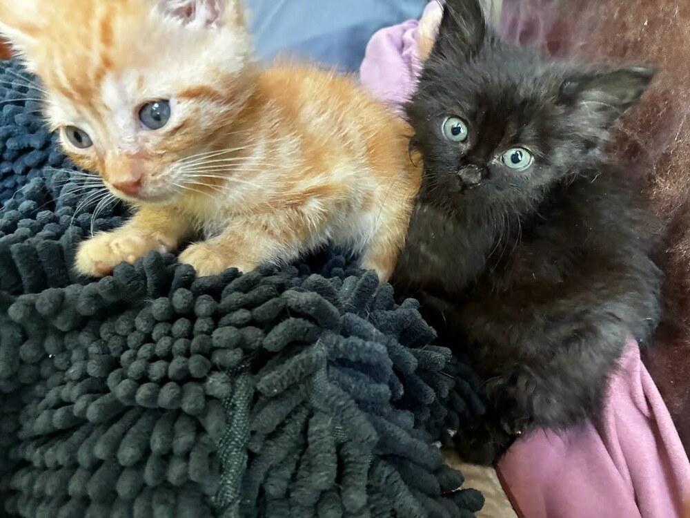 Deku, Adoptable, Kitten Male Domestic Short Hair.