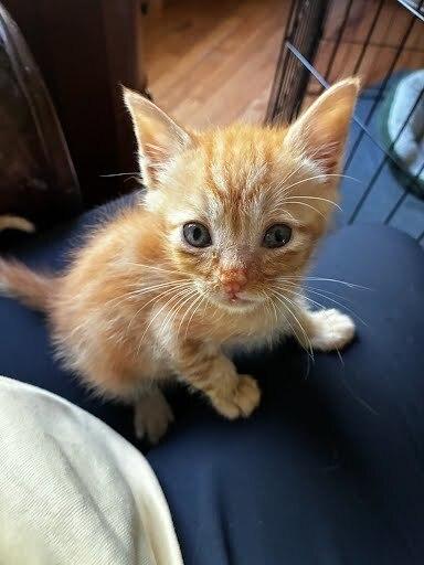 Deku, Adoptable, Kitten Male Domestic Short Hair.