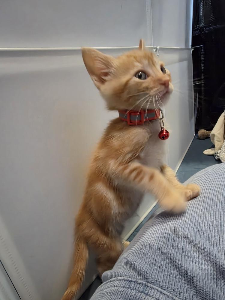 Deku, a Adoptable mixed breed in Pacifica, CA image 3/6