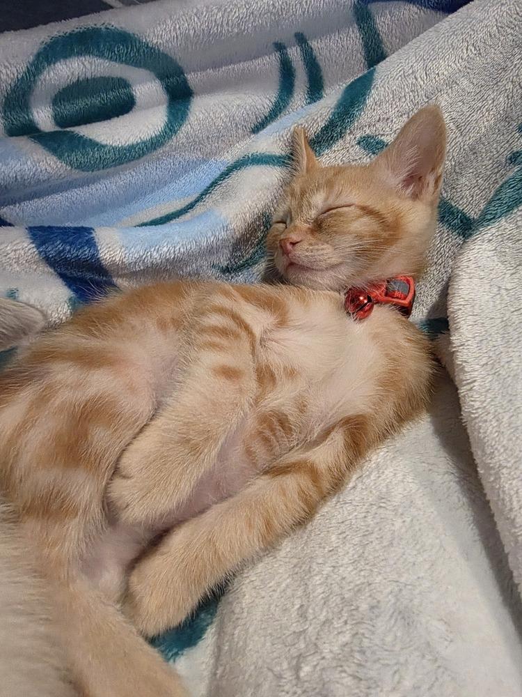 Deku, a Adoptable mixed breed in Pacifica, CA image 4/6
