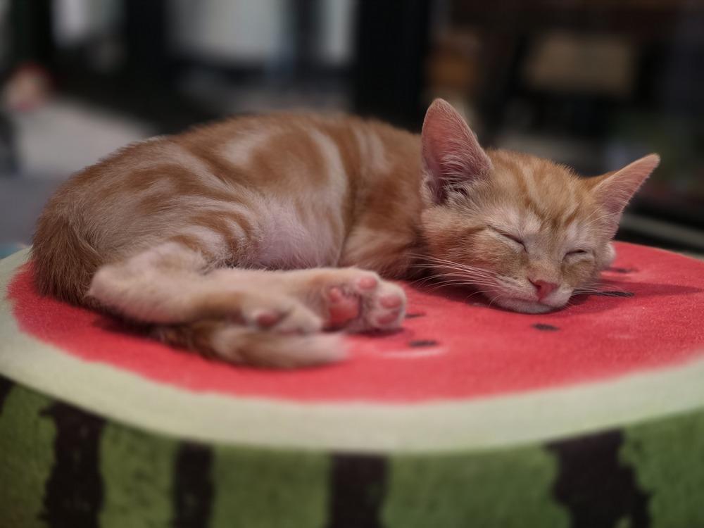 Deku, a Adoptable mixed breed in Pacifica, CA image 6/6