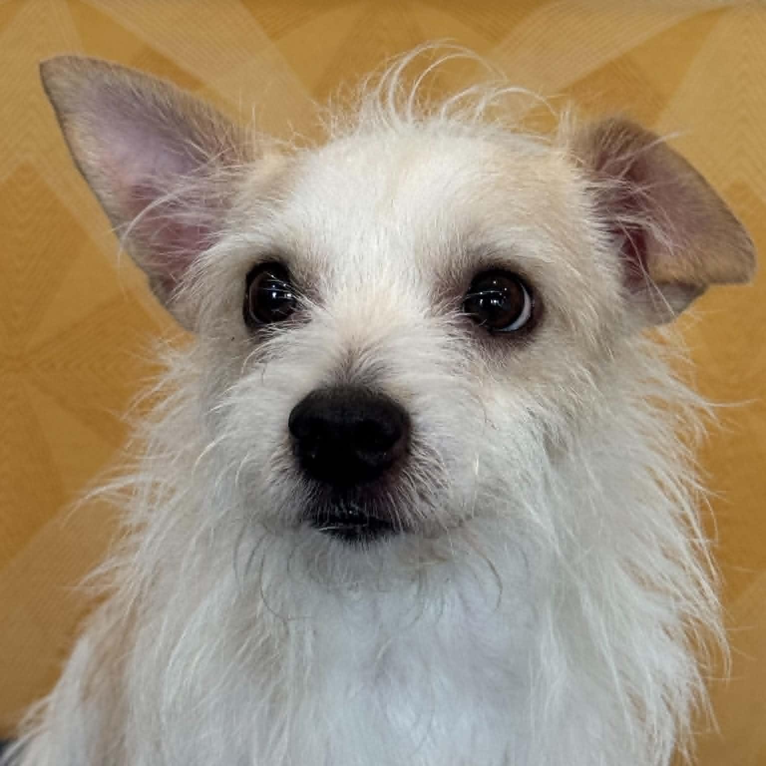 Enlarge Harry, an adopted mixed breed in Danbury, CT image 2/5
