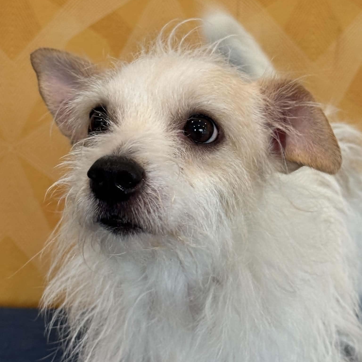 Enlarge Harry, an adopted mixed breed in Danbury, CT image 5/5