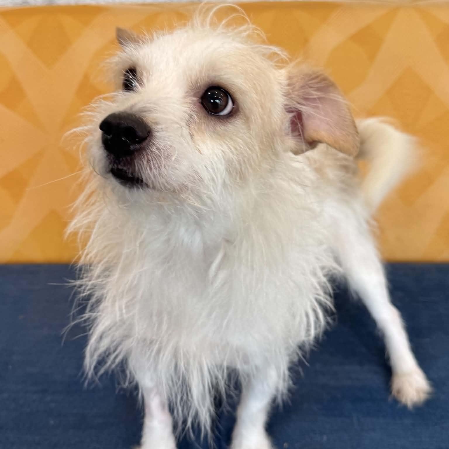 Enlarge Harry, an adopted mixed breed in Danbury, CT image 4/5