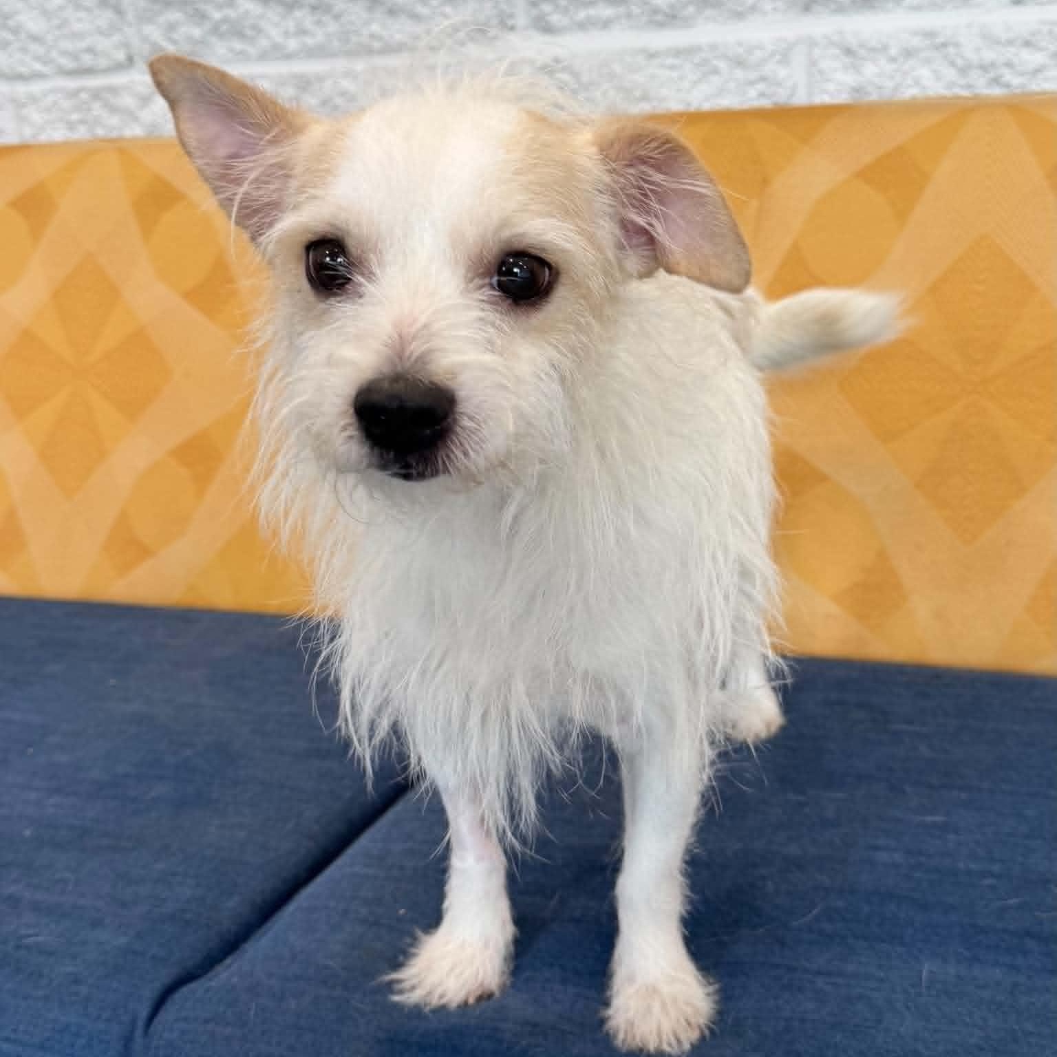Enlarge Harry, an adopted mixed breed in Danbury, CT image 1/5
